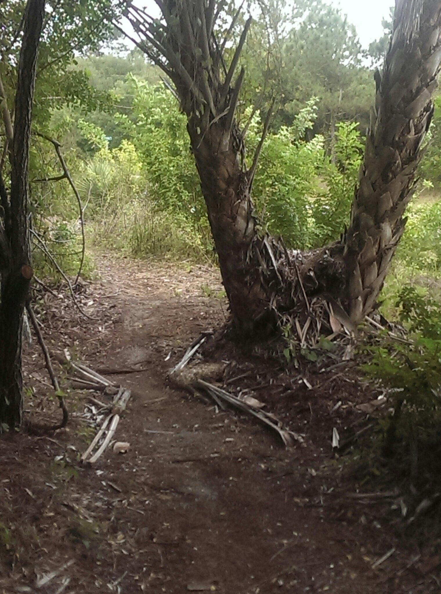 A narrow dirt path winding through lush green foliage, bordered by tall trees and vegetation, creating a tranquil forest setting. Hillsboro express mountain bike trail.