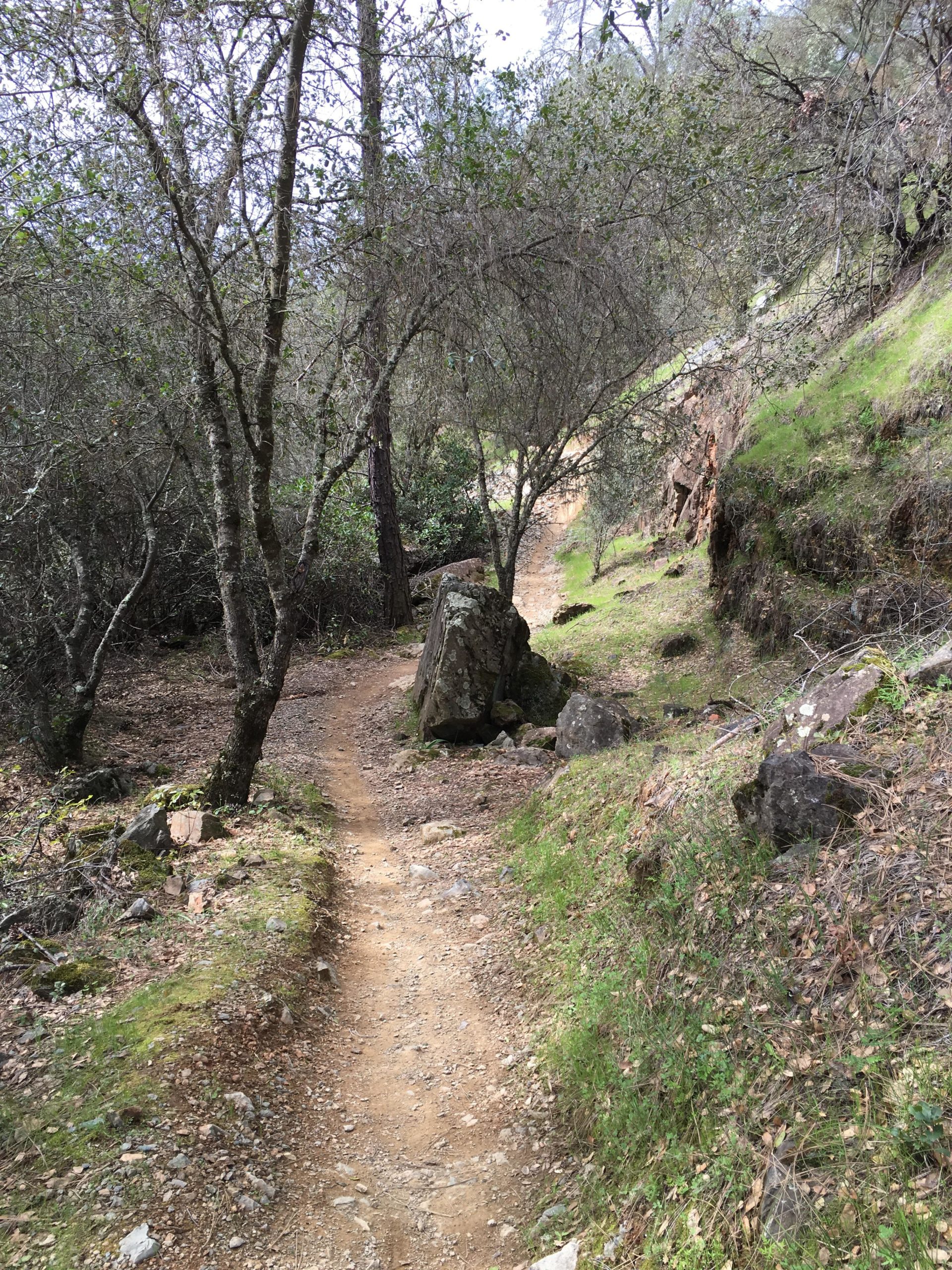 A narrow dirt trail winding through a forested area, flanked by trees and rocky outcrops. The path is lightly overgrown with grass and surrounded by a variety of greenery, creating a serene, natural setting. Foresthill Divide mountain bike trail.