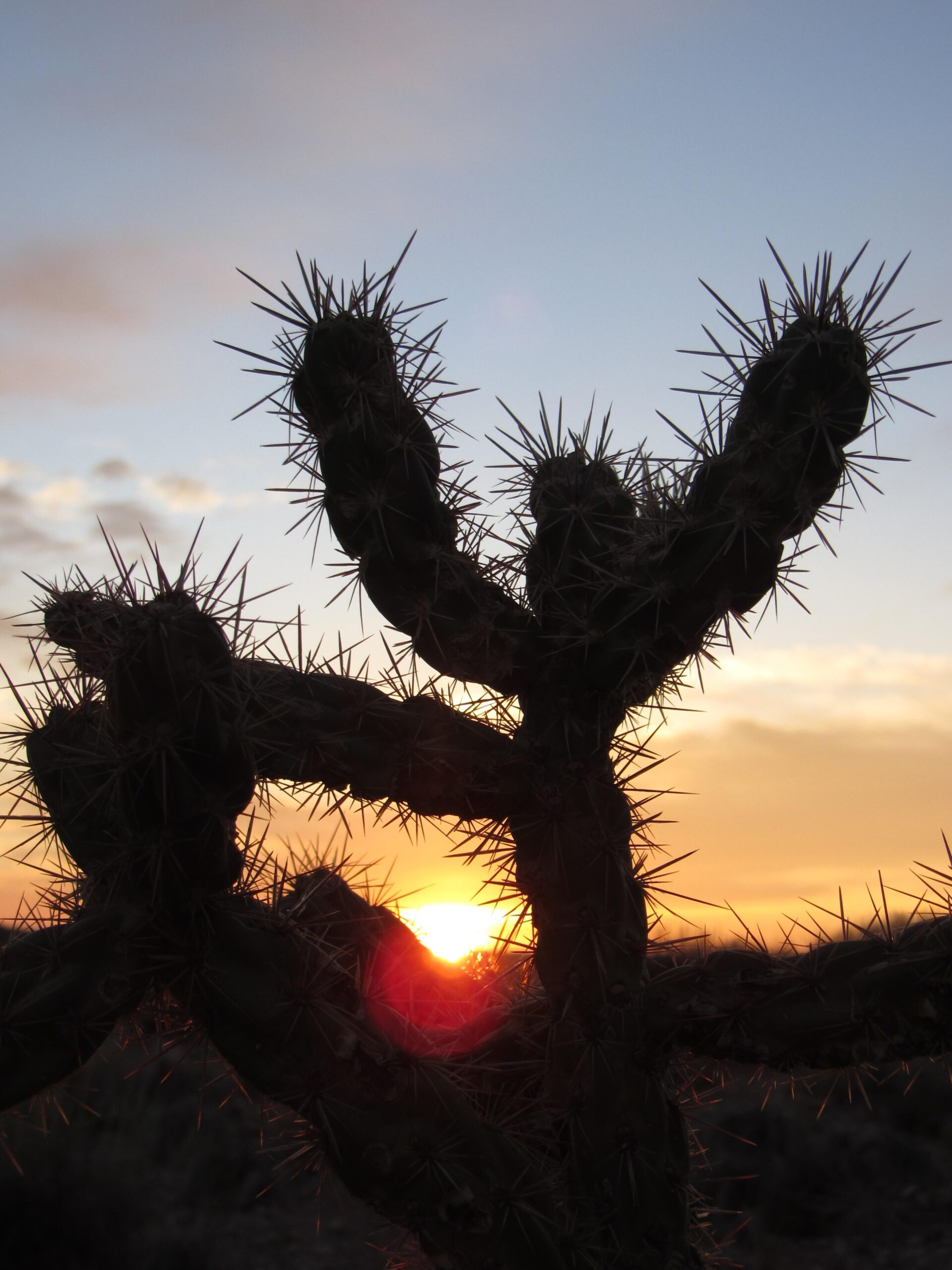 Silhouette of a spiky cactus against a vibrant sunset, with orange and yellow hues blending into the sky. The cactus has multiple arms and prominent thorns, creating a striking contrast with the soft light of the setting sun in the background. Parkway Fatbike trail mountain bike trail.