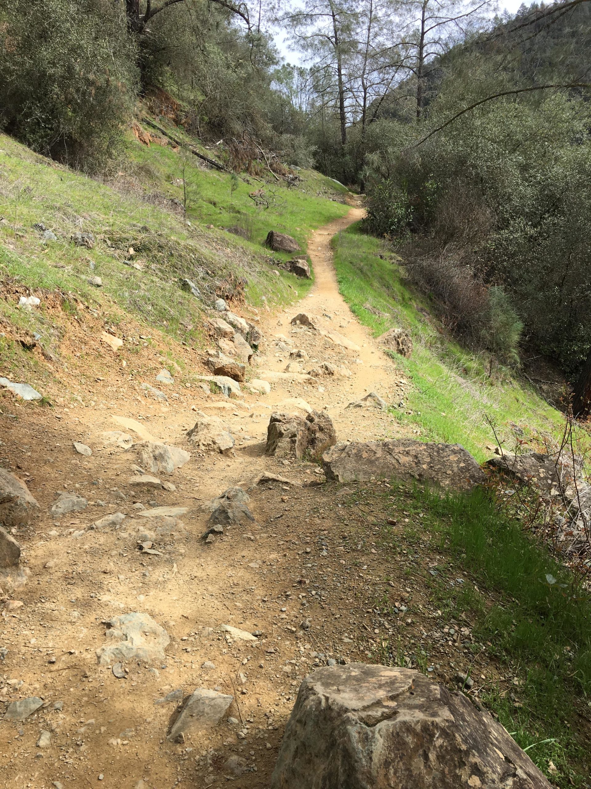 A winding dirt trail surrounded by greenery and rocks, leading through a forested area with a mix of grass and trees. Foresthill Divide mountain bike trail.