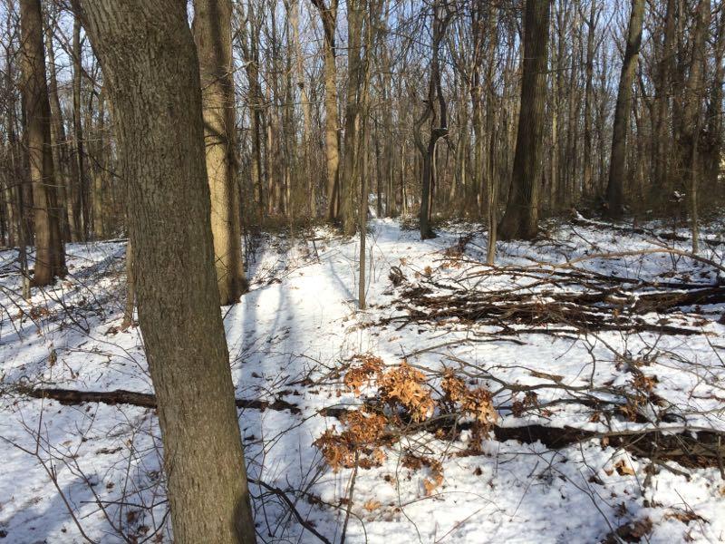 A snow-covered forest path winding through bare trees, with patches of sunlight filtering through the branches. The ground is blanketed in a thin layer of snow, and fallen branches and dried leaves are scattered along the trail. Trails seperated by streets mountain bike trail.