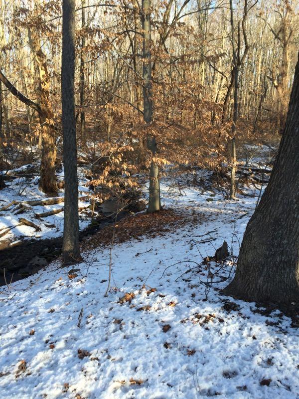 A tranquil winter scene in a forest, featuring bare trees with some remaining brown leaves scattered across a snowy ground. Sunlight filters through the trees, casting gentle shadows and highlighting a small creek running through the underbrush. Fallen branches and scattered leaves can be seen, creating a serene and natural atmosphere. Richmond Avenue and Forest Hill road mountain bike trail.