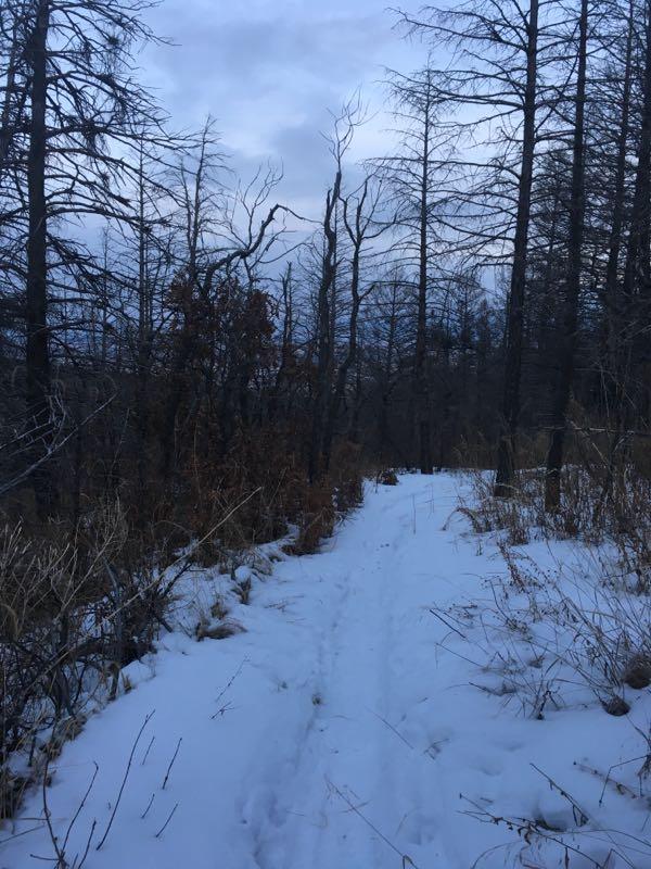 A snow-covered trail winding through a forest, lined with bare, tall trees. The sky is overcast, creating a serene and chilly atmosphere. Sparse patches of grass and underbrush are visible alongside the path, leading into the distant tree line. Cheyenne Mountain State Park mountain bike trail.