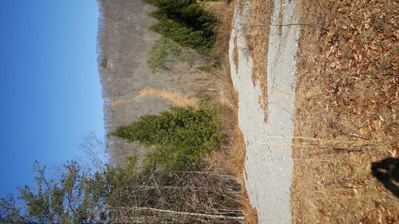 A clear blue sky above a gravel road surrounded by sparse trees and hilly terrain. The road leads into the distance, with a visible path winding up a hillside covered in dry leaves and grass. The Bluff mountain bike trail.