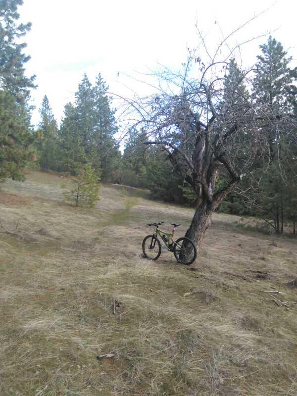 A mountain bike leaning against a bare tree in a grassy clearing, surrounded by tall pine trees and a visible dirt path in the background under a cloudy sky. Beacon Hill mountain bike trail.