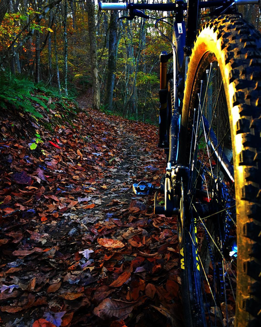 Santa Cruz Tallboy Carbon: A close-up view of a mountain bike parked on a leaf-covered trail, surrounded by autumn foliage in a wooded area. The bike's tire and frame are prominently displayed, with colorful fallen leaves lining the dirt path that winds through the trees. Soft, warm lighting highlights the scene.