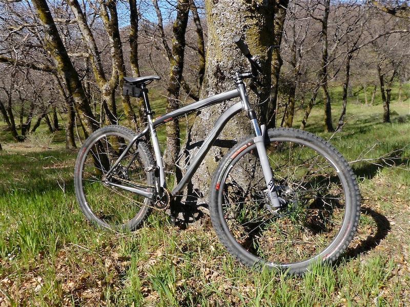 Specialized Rockhopper 29: A silver mountain bike leaning against a tree in a forest setting, surrounded by green grass and sparse trees on a sunny day.