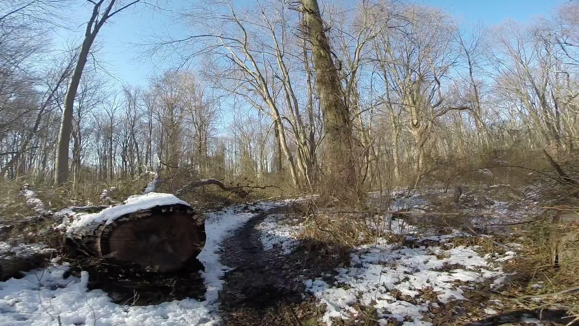 A snowy forest scene with bare trees, featuring a fallen log covered in snow and a winding path leading through the underbrush. The sky is clear and blue, creating a serene winter atmosphere. Richmond Avenue and Forest Hill road mountain bike trail.