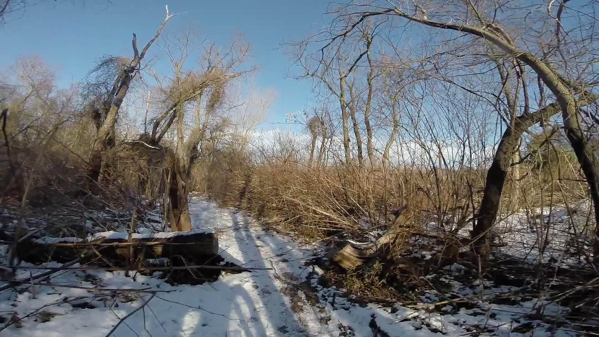 A snow-covered path winding through a winter forest, surrounded by bare trees and tangled underbrush under a clear blue sky. Richmond Avenue and Forest Hill road mountain bike trail.