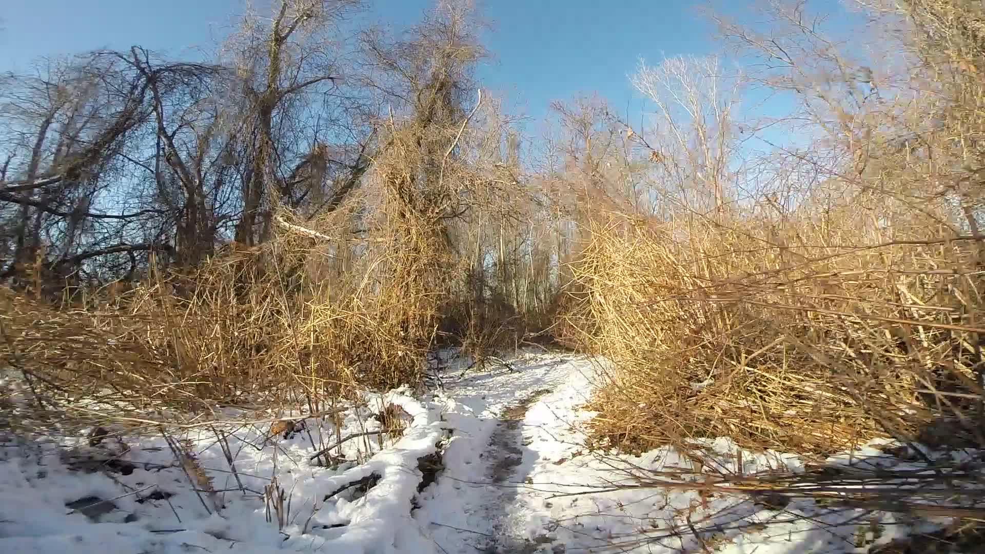 A snow-covered path winding through a winter forest, flanked by bare trees and tall, dry grasses. The clear blue sky overhead contrasts with the earthy tones of the landscape. Richmond Avenue and Forest Hill road mountain bike trail.