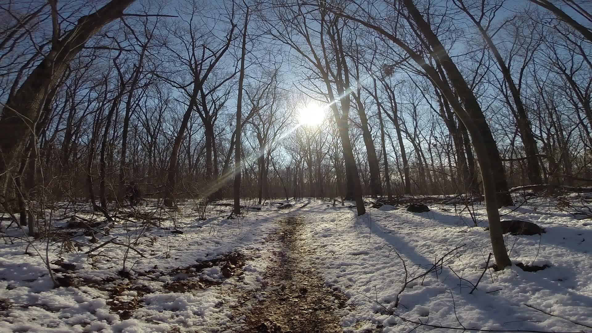 A sunlit path through a winter forest, surrounded by bare trees and patches of snow on the ground. The scene captures the tranquility of nature on a clear day. Richmond Avenue and Forest Hill road mountain bike trail.