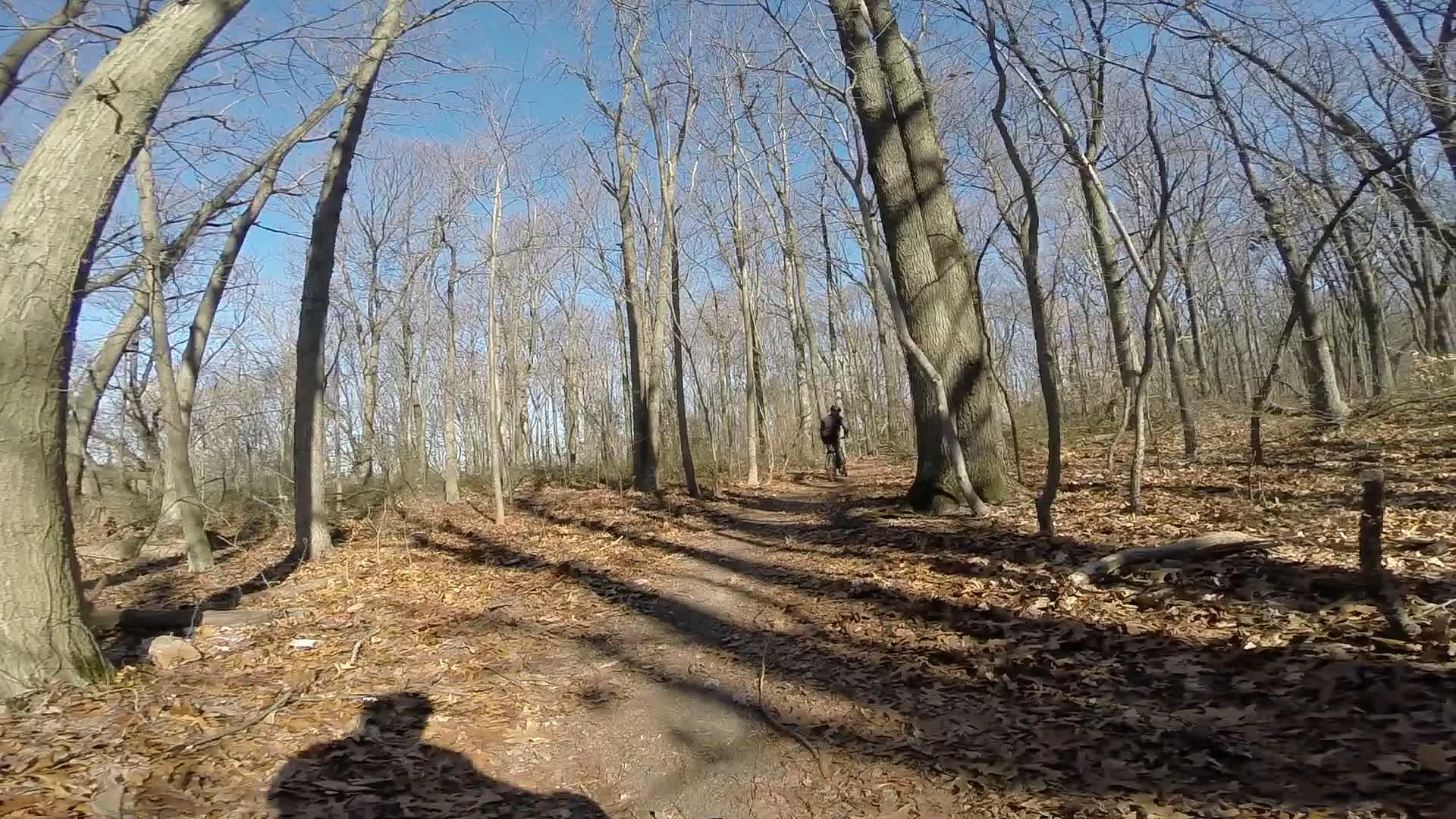 A winding dirt path through a forest with bare trees and fallen leaves. A person is seen walking along the trail, surrounded by the natural scenery under a clear blue sky. Long shadows are cast by the trees on the ground. Richmond Avenue and Forest Hill road mountain bike trail.