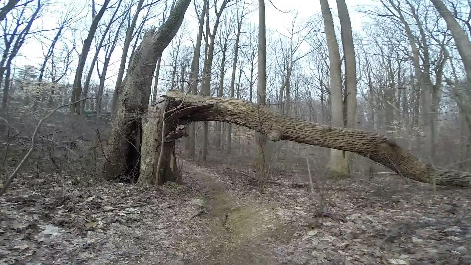A fallen tree with a large, curved trunk lying across a leaf-covered forest trail, surrounded by bare trees and underbrush in a wooded area during early spring. White Clay Creek mountain bike trail.