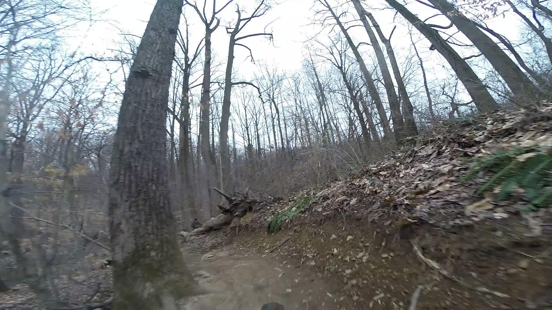 A forested trail in early spring, featuring tall, bare trees and a winding dirt path covered with fallen leaves. The scene conveys a natural, serene environment with a slight overcast sky. White Clay Creek mountain bike trail.