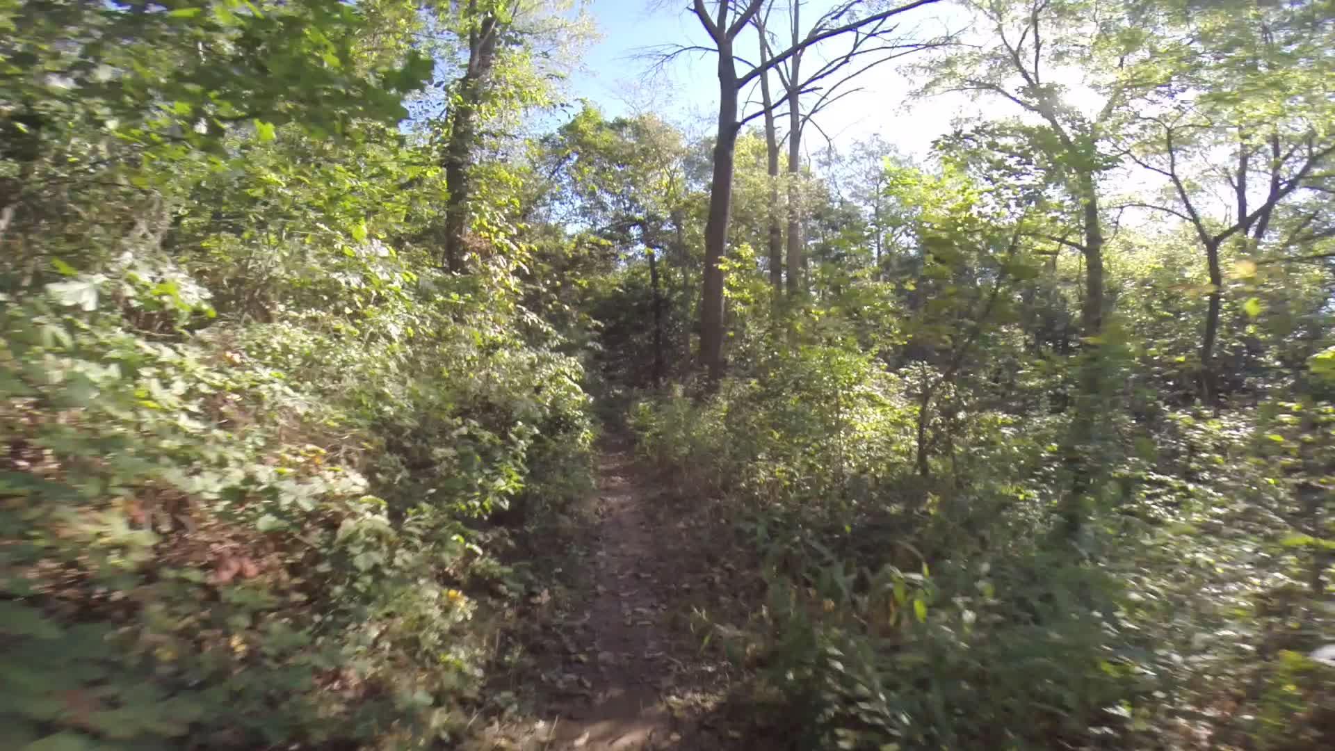 A narrow dirt path winding through a lush green forest, surrounded by tall trees and dense underbrush, with dappled sunlight filtering through the leaves. Allegrippis Trails mountain bike trail.