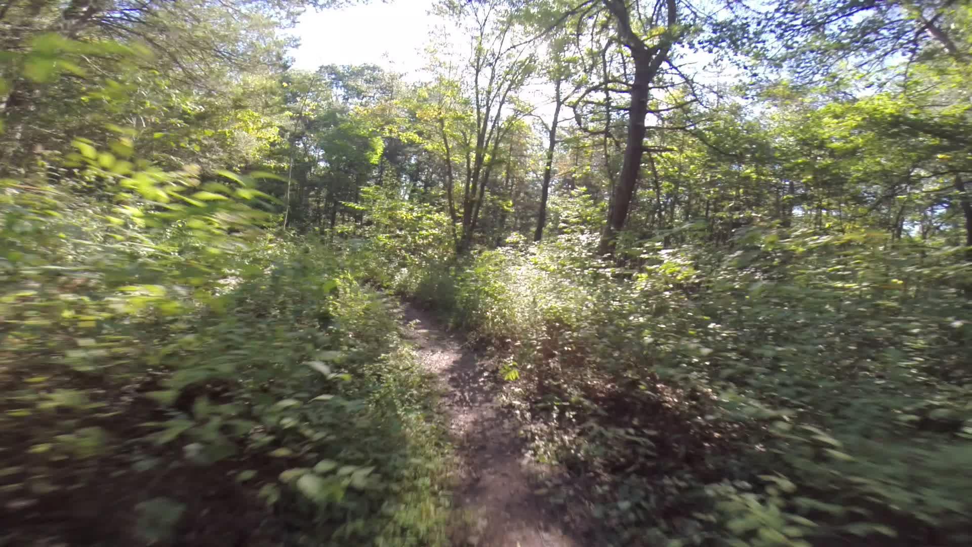 A winding dirt path through a lush green forest, surrounded by dense foliage and sunlight filtering through the trees. Allegrippis Trails mountain bike trail.