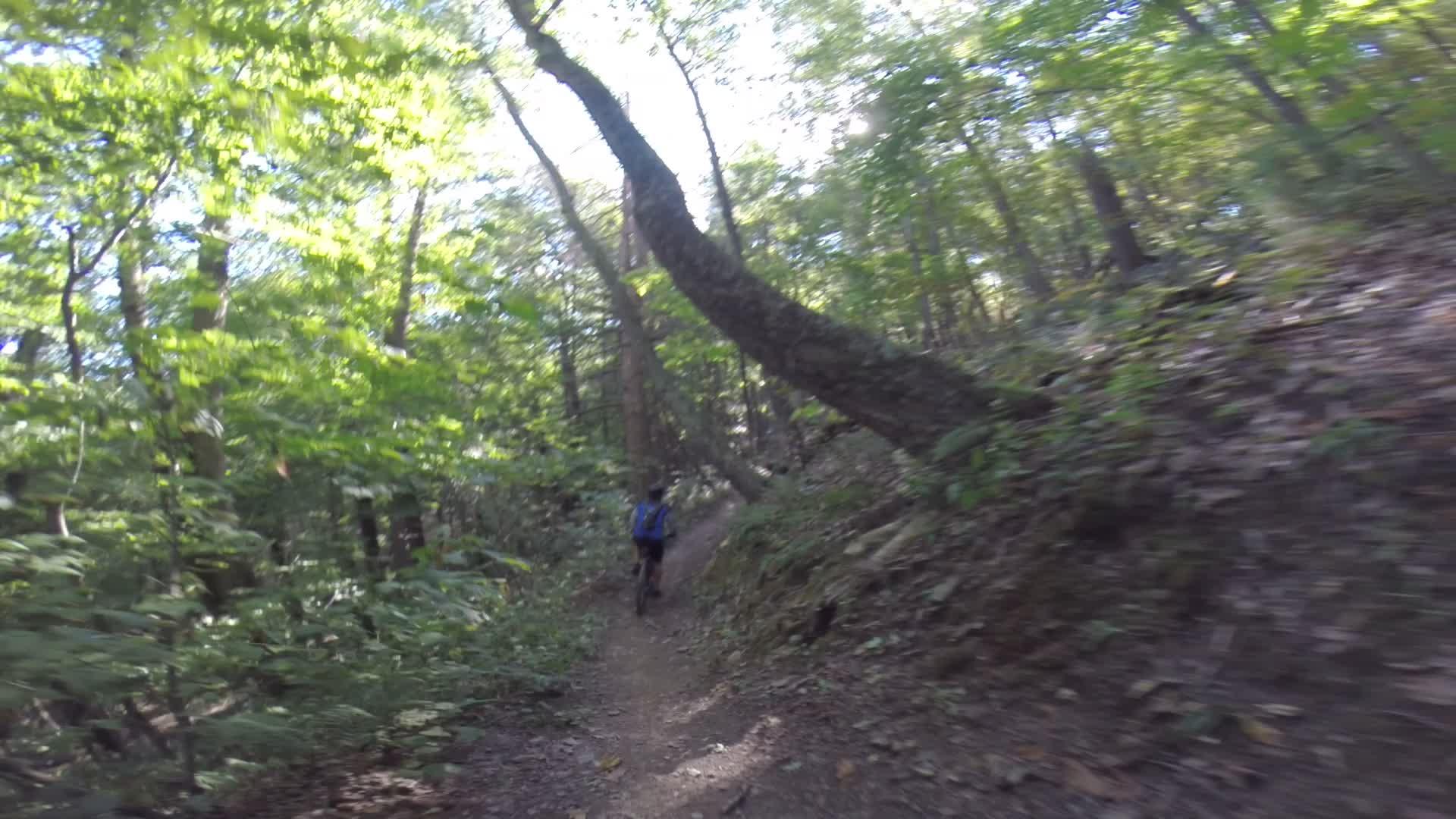 A hiker on a narrow trail in a lush green forest, surrounded by tall trees and dense foliage. The sunlight filters through the leaves, creating a vibrant and serene atmosphere. Allegrippis Trails mountain bike trail.