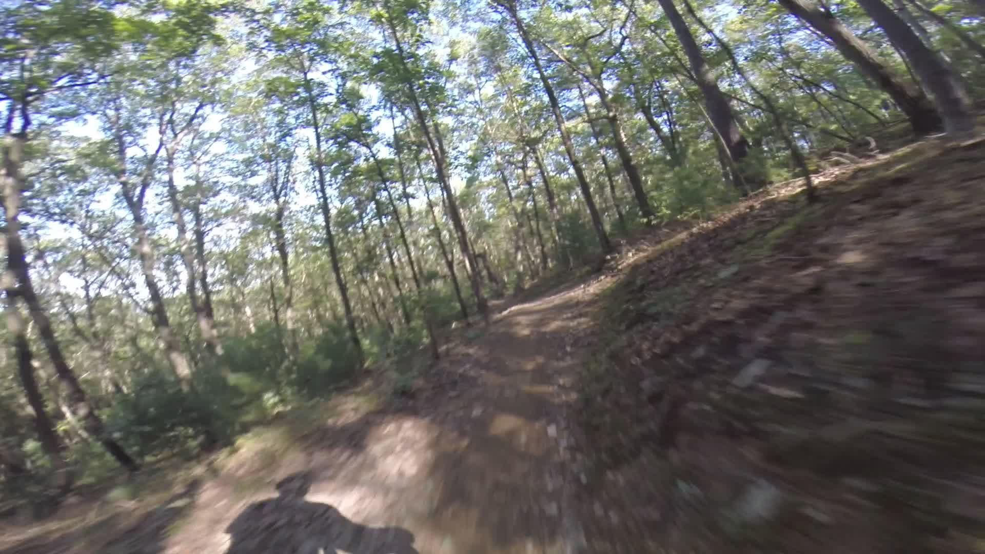 A winding bike trail surrounded by tall trees, captured in motion, with sunlight filtering through the leaves. The path appears earthy and natural, indicating a forested area ideal for outdoor activities. Allegrippis Trails mountain bike trail.