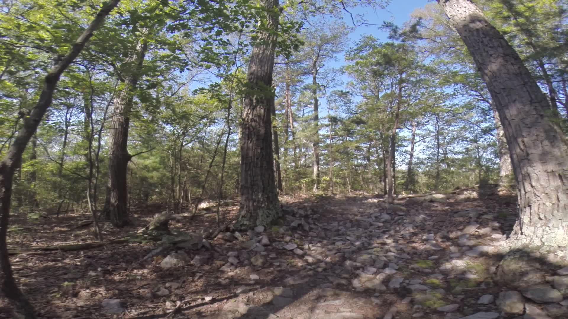 A sunlit forest scene featuring tall trees with green leaves, a rocky path covered in stones, and dappled sunlight filtering through the branches. The landscape is vibrant and natural, depicting a peaceful outdoor environment. Allegrippis Trails mountain bike trail.