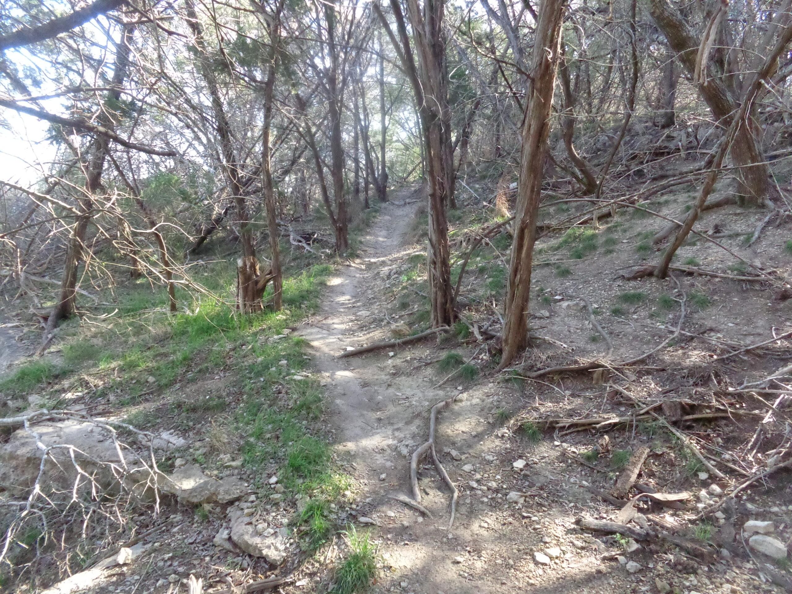 A narrow dirt path winding through a forested area, surrounded by trees with bare branches and patches of green grass. Sunlight filters through the treetops, creating a dappled light effect on the trail. Madrone Trail mountain bike trail.