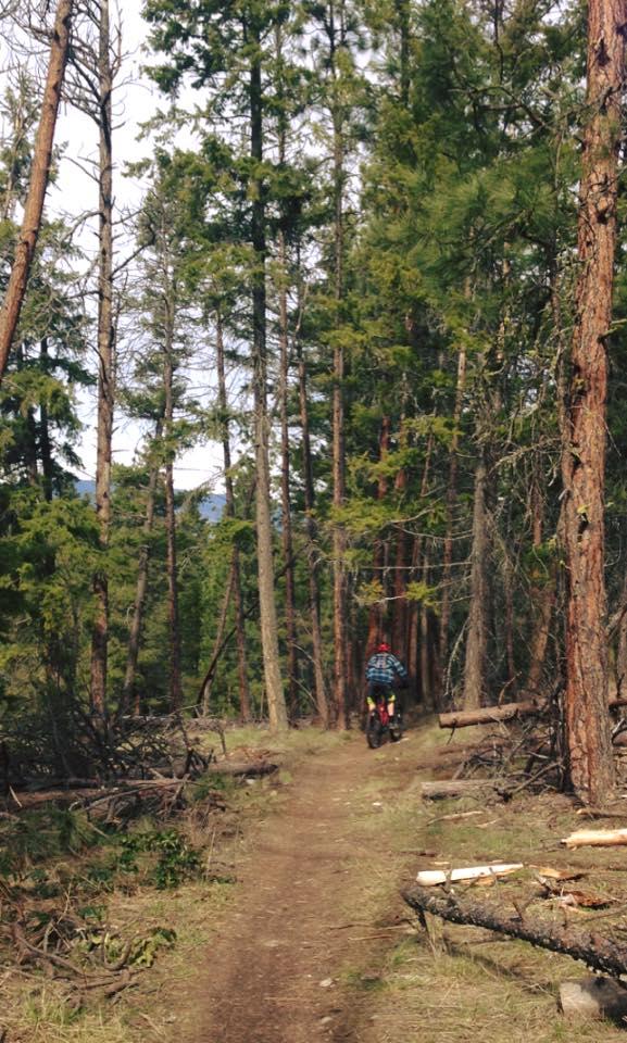 A person riding a mountain bike along a dirt path in a dense forest, surrounded by tall trees and fallen branches. The scene captures the tranquility of nature, with a hint of adventure as the rider navigates through the lush greenery. Ellison Park mountain bike trail.