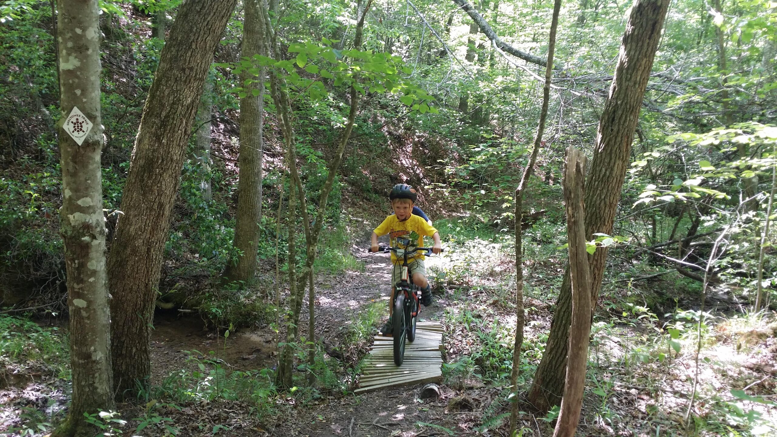 A young boy riding a bicycle on a wooden bridge over a small stream in a lush, green forest. He is wearing a yellow shirt and a helmet, concentrating as he navigates the trail surrounded by trees and foliage. Sheltowee Trace - Laurel Lake Trail mountain bike trail.