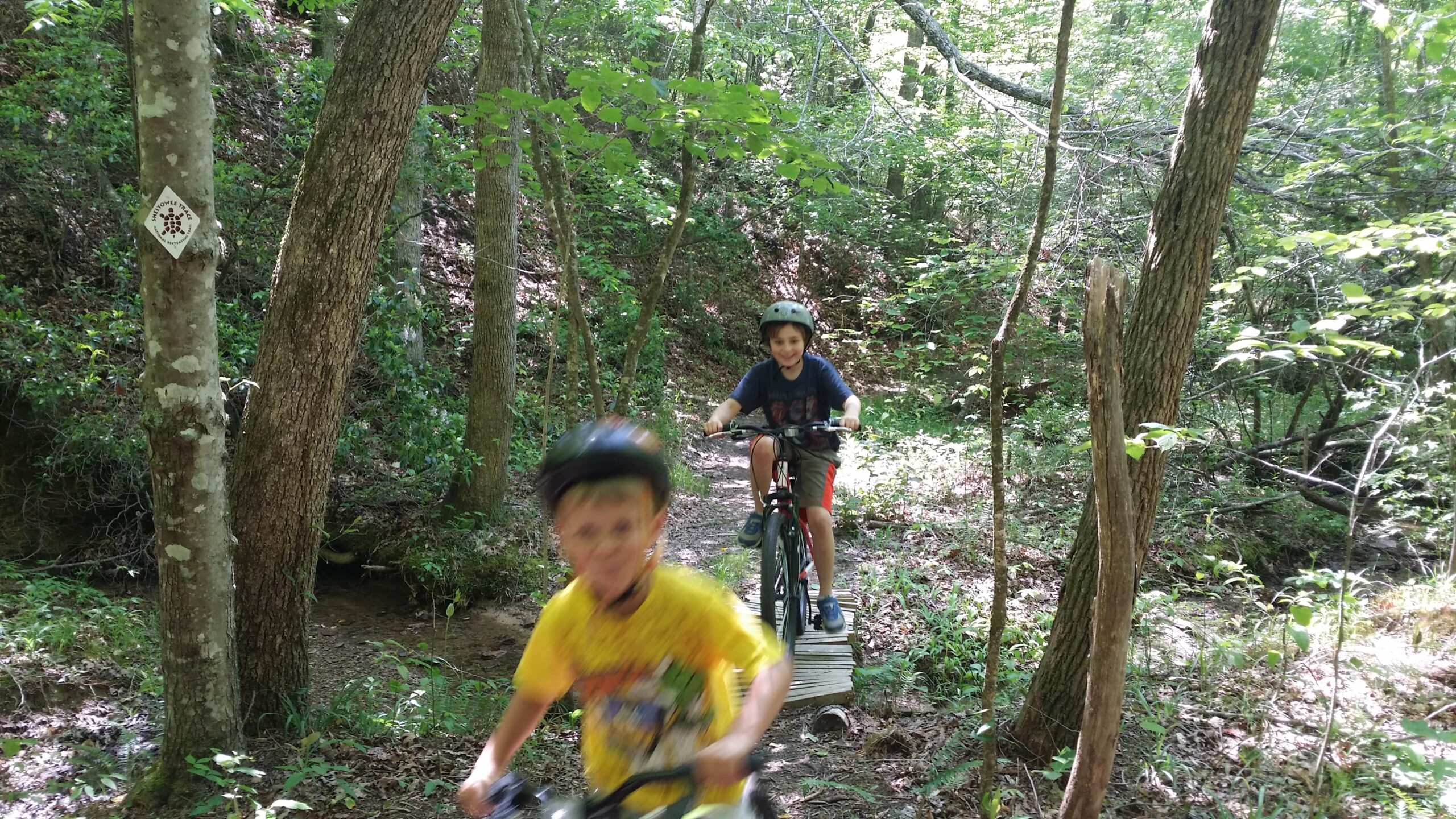 Two children are riding bikes on a wooded trail, surrounded by green foliage and trees. One child, wearing a yellow shirt, is in the foreground riding past, while the other child, wearing a dark blue shirt, is further down the path. Both are wearing helmets, and there is a wooden board nearby that serves as a bridge over a small creek. Sheltowee Trace - Laurel Lake Trail mountain bike trail.