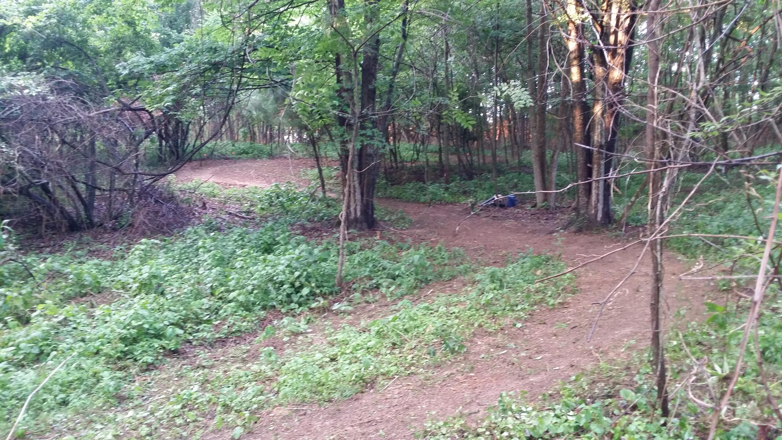 A serene forest scene showing a winding path surrounded by lush greenery and trees. The area is partly shaded, with patches of sunlight filtering through the leaves. The ground is earthy, with small plants and scattered twigs, creating a natural, tranquil atmosphere. England Idlewild Mountain Biking Park mountain bike trail.