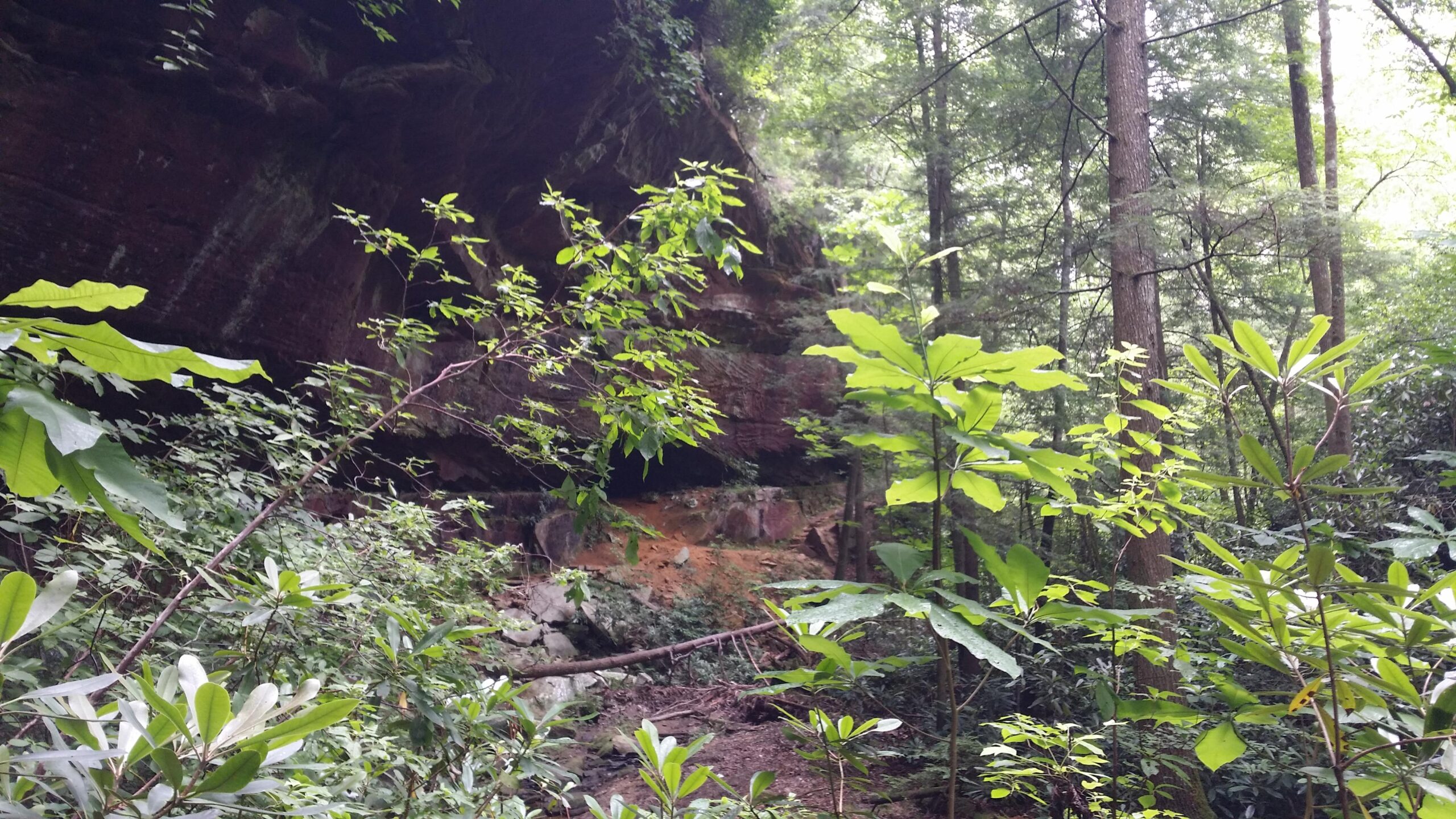 Lush green vegetation with various plants in the foreground, leading to a rocky cliff face partially hidden by trees in a dense forest. Sunlight filters through the leaves, creating a serene and natural woodland scene. Big South Fork mountain bike trail.