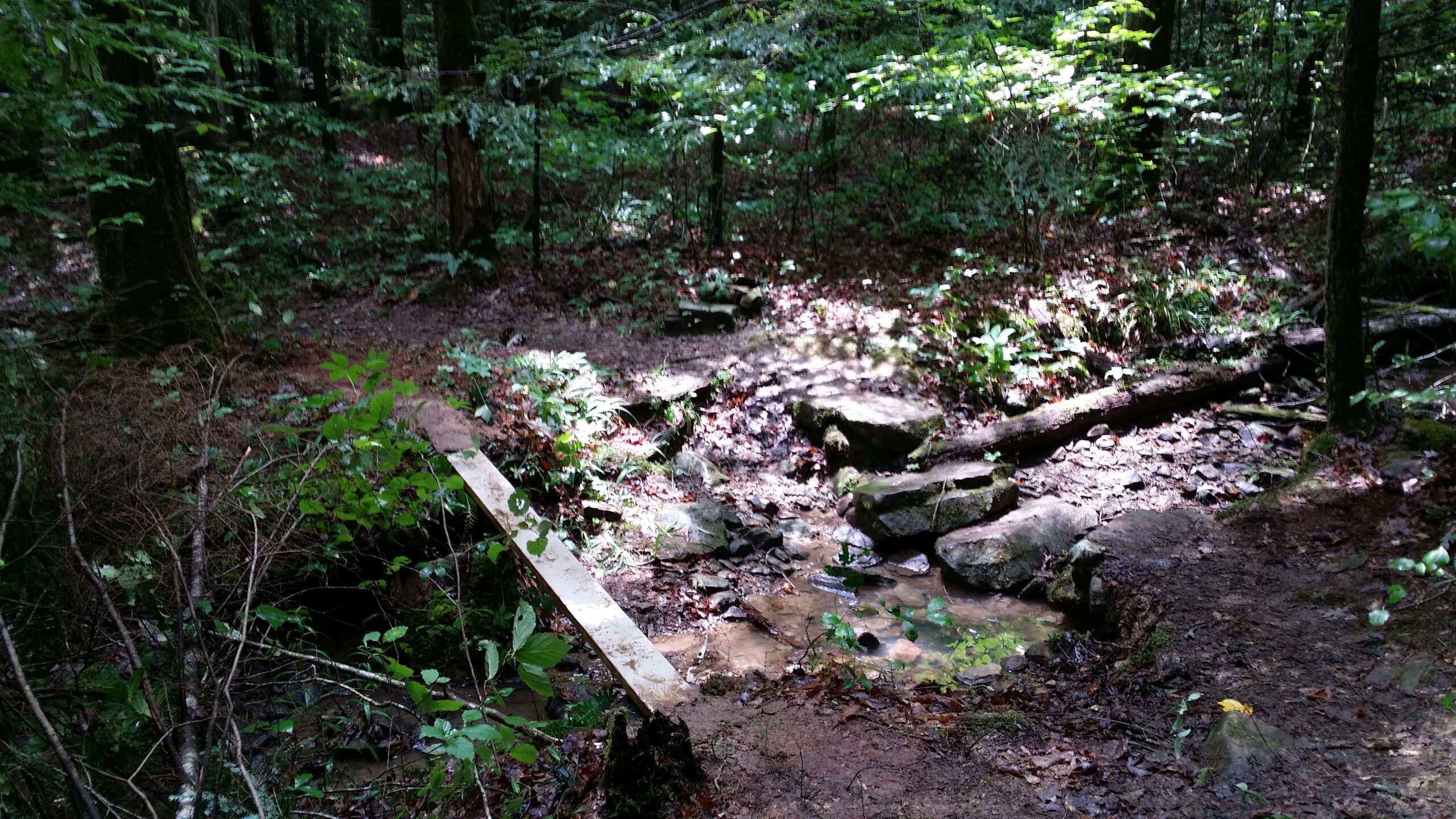 A scenic view of a forested area featuring a small stream. There are rocks and a wooden plank forming a bridge over the water. Sunlight filters through the trees, creating dappled light on the ground, where various plants and leaves are visible. The surroundings are lush and green, typical of a rich woodland environment. Cane Creek (sheltowee Trace Trail) mountain bike trail.