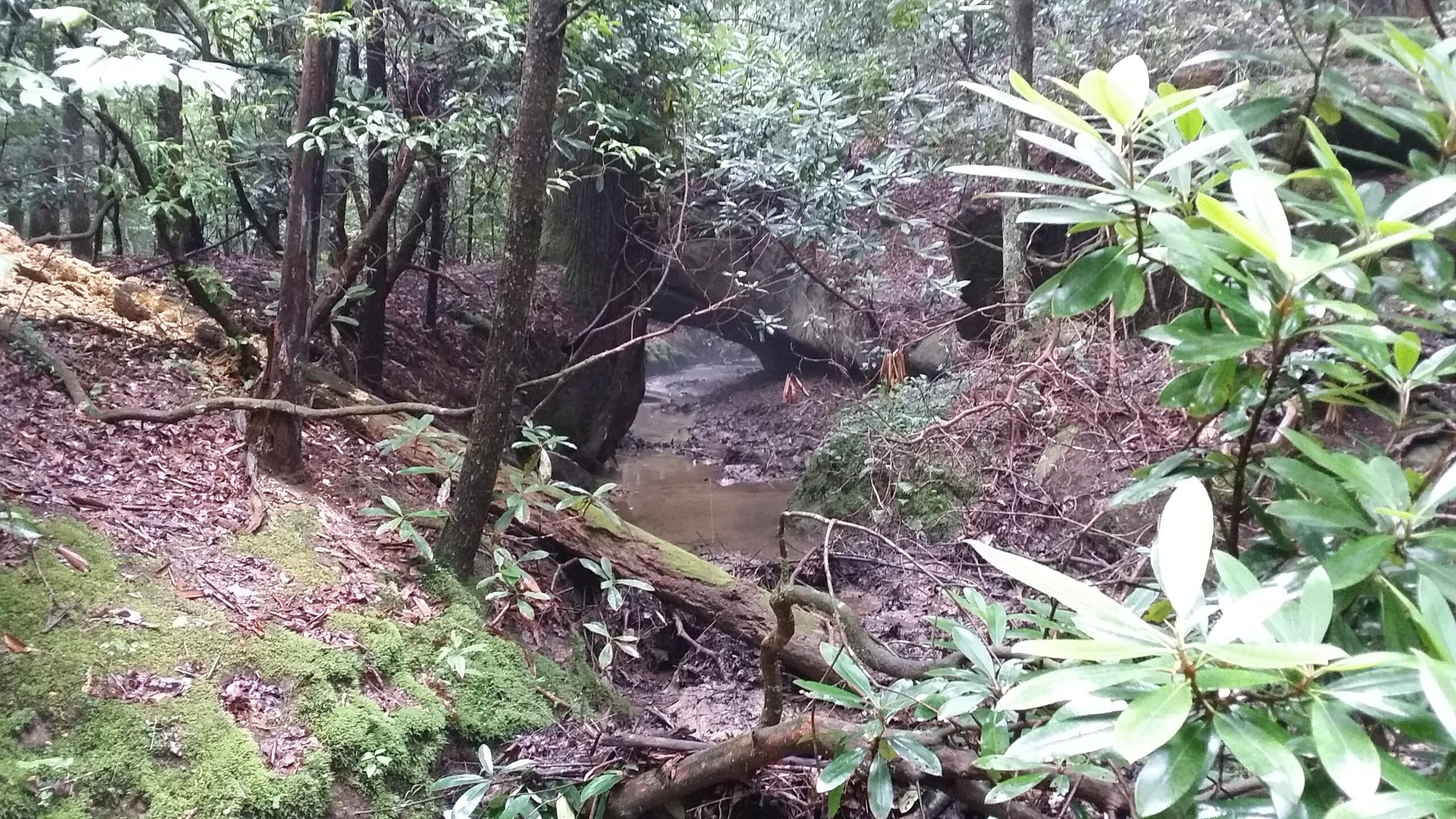 A serene wooded landscape featuring a narrow stream winding through a lush forest. The scene includes a variety of green foliage, moss-covered ground, and scattered fallen leaves, creating a peaceful natural setting. Cane Creek (sheltowee Trace Trail) mountain bike trail.