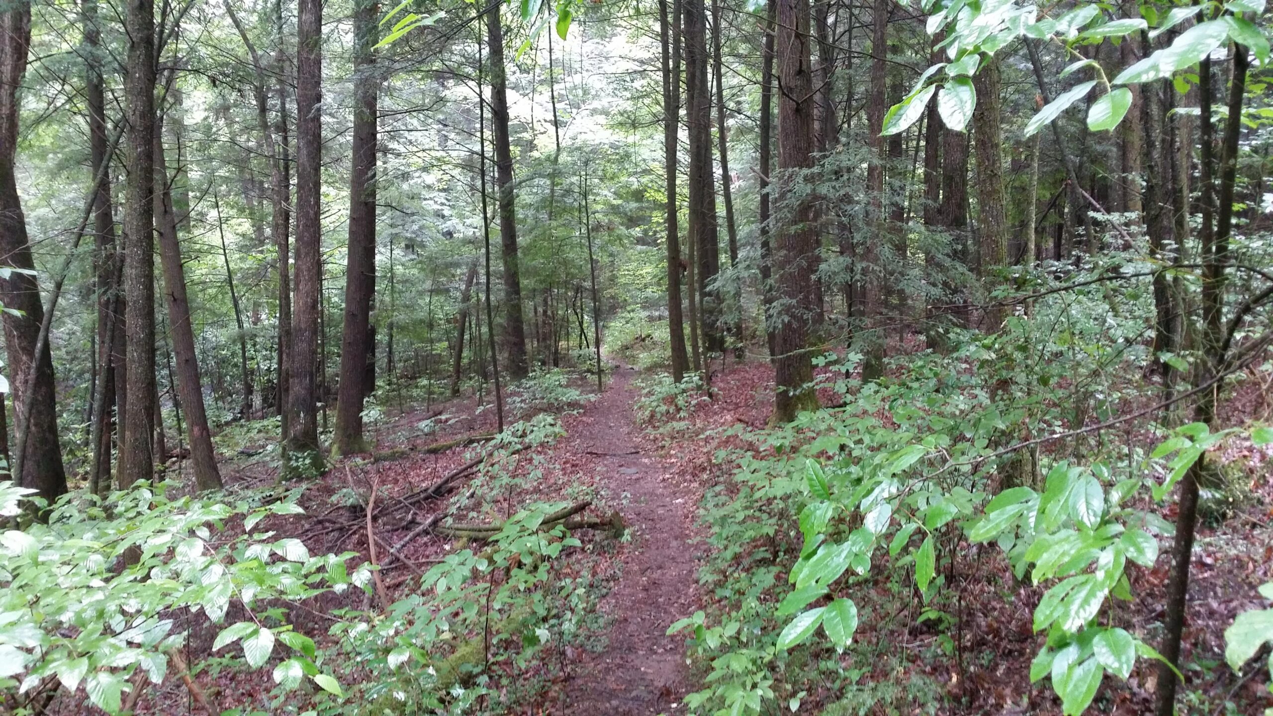 A scenic view of a forest path winding through tall trees, with lush green leaves and a carpet of fallen leaves on the ground. The atmosphere appears serene and slightly damp, suggesting a recent rainfall. Cane Creek (sheltowee Trace Trail) mountain bike trail.