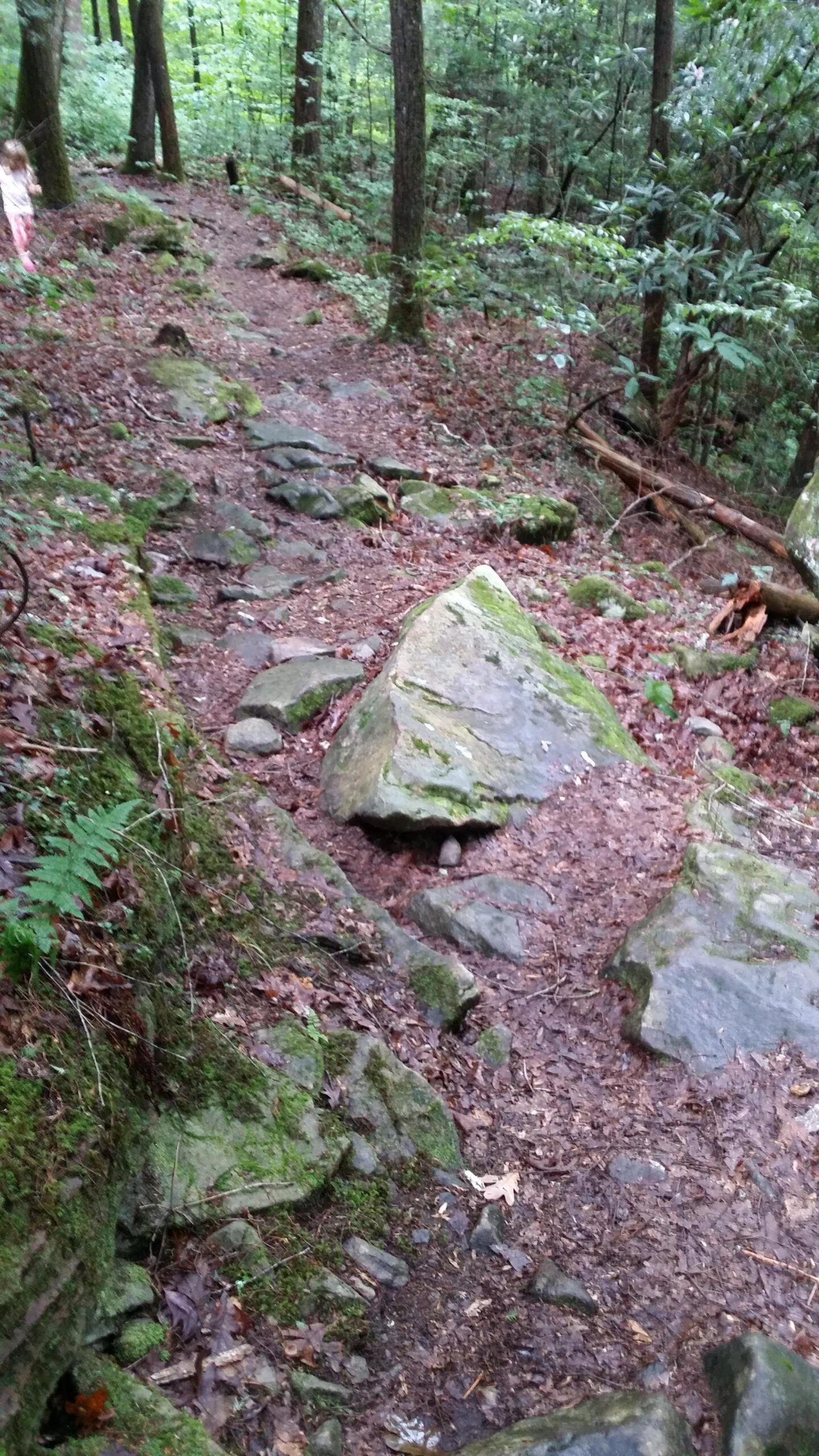 A narrow, rocky trail winding through a dense forest filled with green foliage and trees. The path is covered with leaves and features large stones and patches of moss, suggesting a natural hiking environment. In the distance, a child can be seen walking along the trail. Cane Creek (sheltowee Trace Trail) mountain bike trail.
