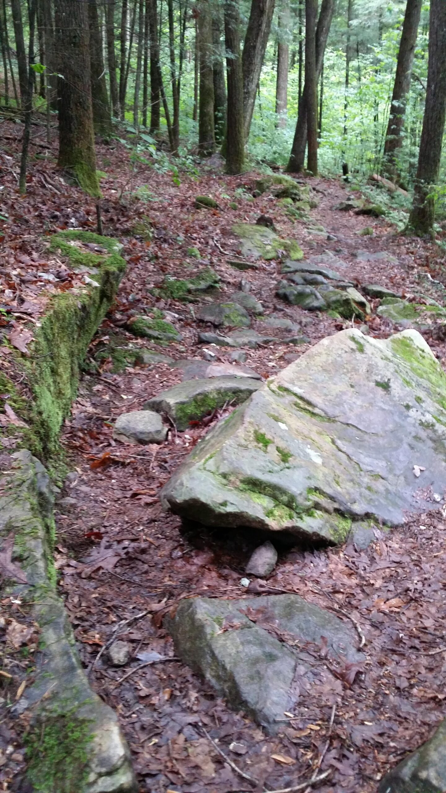 A rocky and uneven hiking trail surrounded by tall trees and dense greenery. The path is covered with fallen leaves and patches of moss on the rocks. Cane Creek (sheltowee Trace Trail) mountain bike trail.