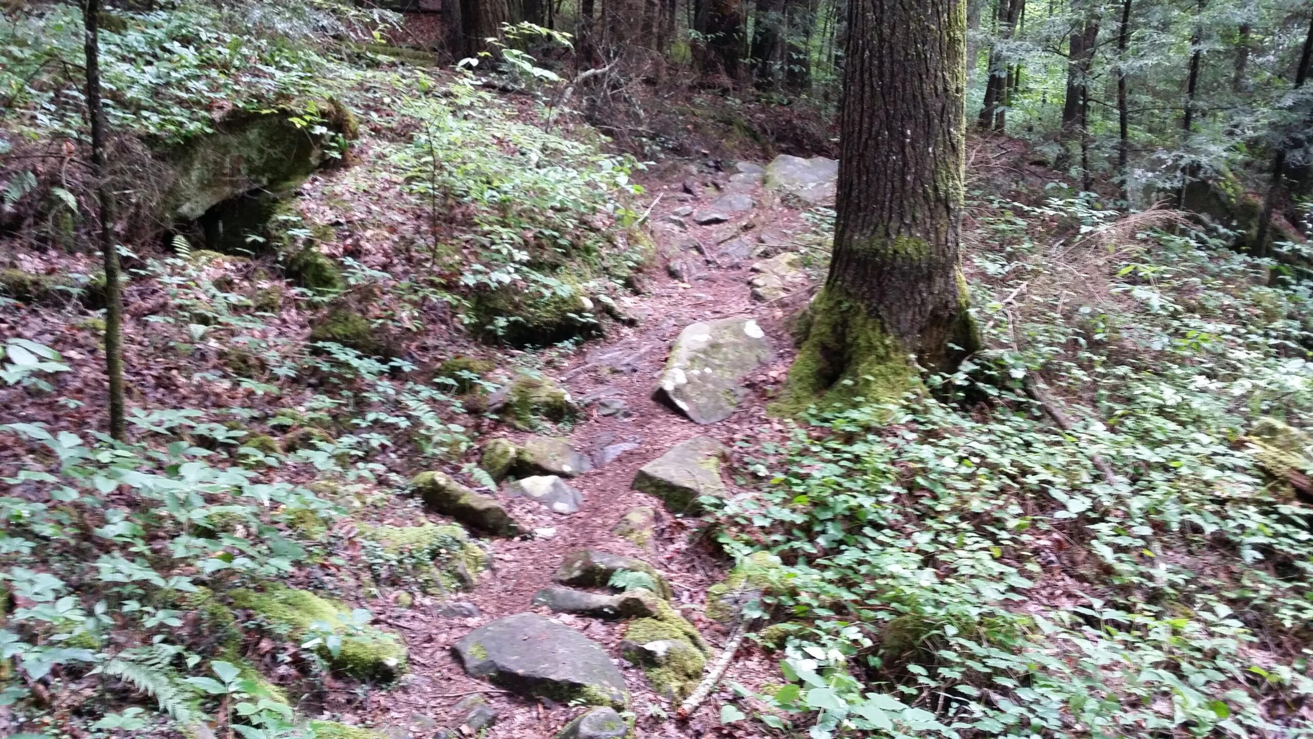 A narrow, winding dirt path meanders through a lush forest, flanked by various green plants and moss-covered rocks. Tall trees with thick trunks rise on either side, creating a natural, peaceful atmosphere. The ground is covered in leaves and small stones, suggesting a well-trodden trail in a wooded area. Cane Creek (sheltowee Trace Trail) mountain bike trail.