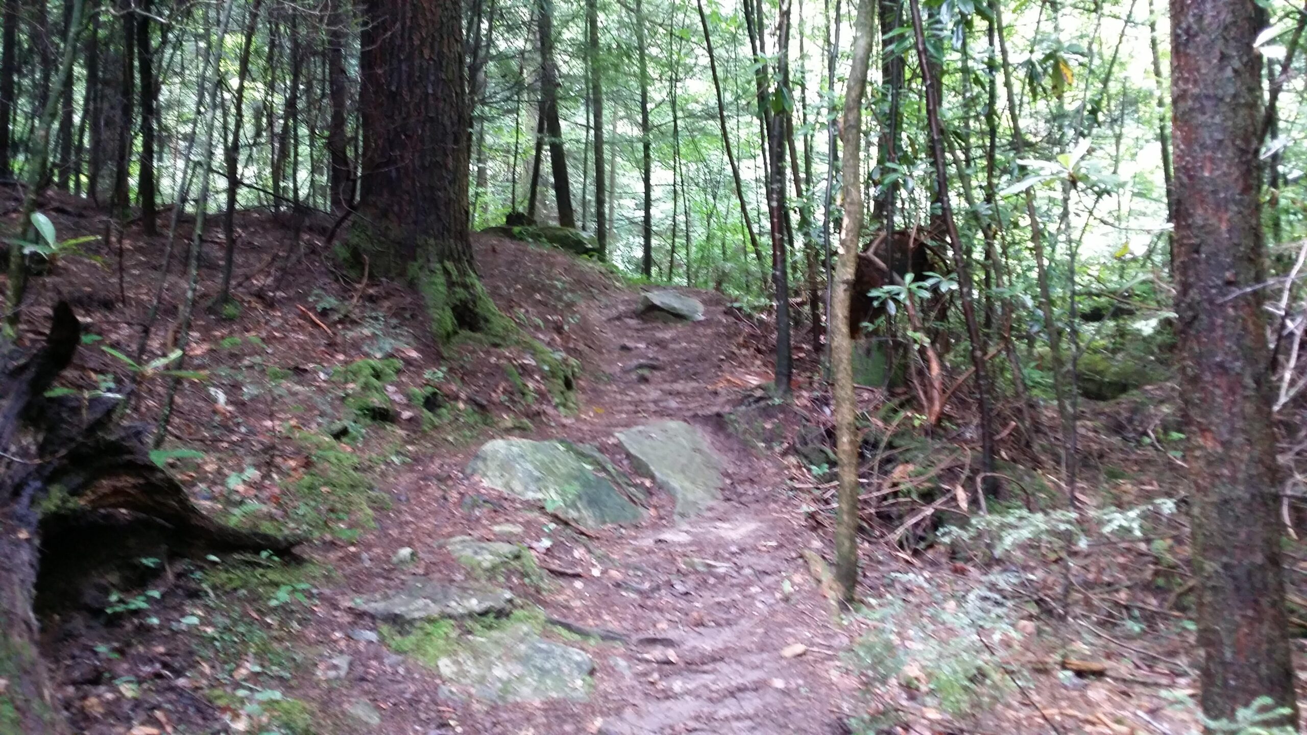 A narrow, winding trail through a dense forest, featuring moss-covered rocks and surrounded by tall trees and undergrowth. Cane Creek (sheltowee Trace Trail) mountain bike trail.