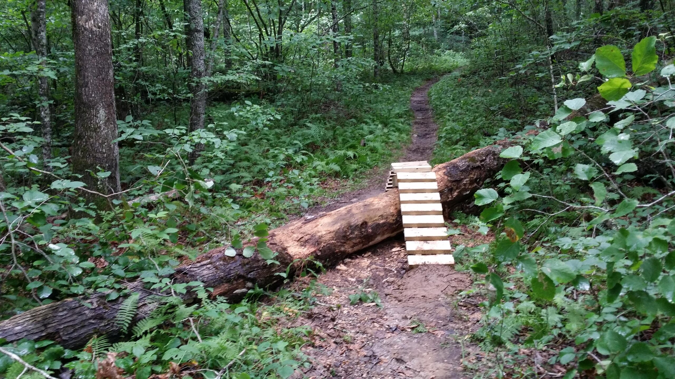 A wooden bridge made from planks is placed over a fallen log on a forest trail, surrounded by lush green foliage and trees. The path continues into the woods in the background. Cane Creek (sheltowee Trace Trail) mountain bike trail.