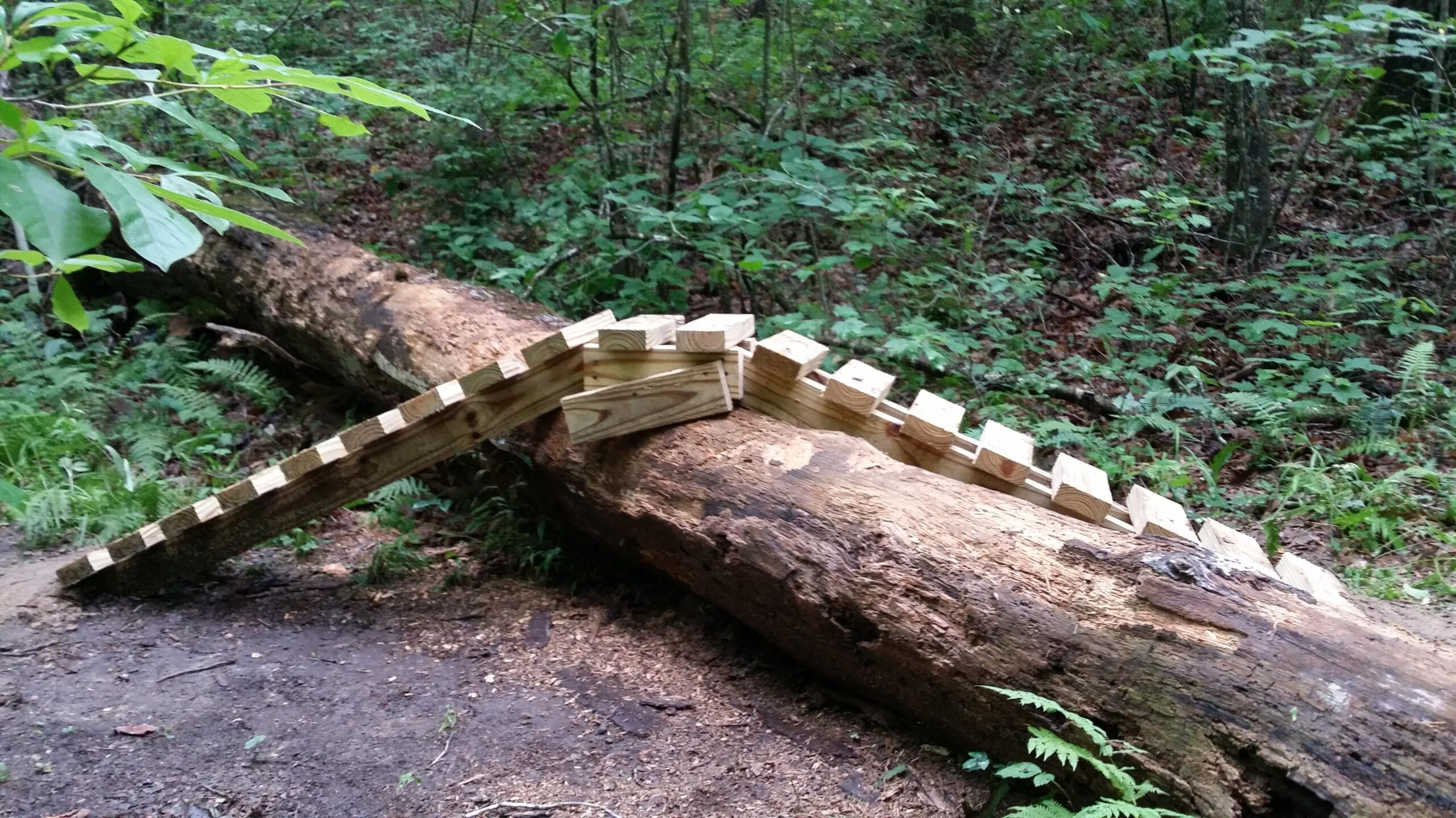 A wooden ramp constructed from planks is positioned on top of a fallen log in a forested area, surrounded by lush green ferns and trees. The ramp has a staircase-like design, leading up from the forest floor to the log. Cane Creek (sheltowee Trace Trail) mountain bike trail.