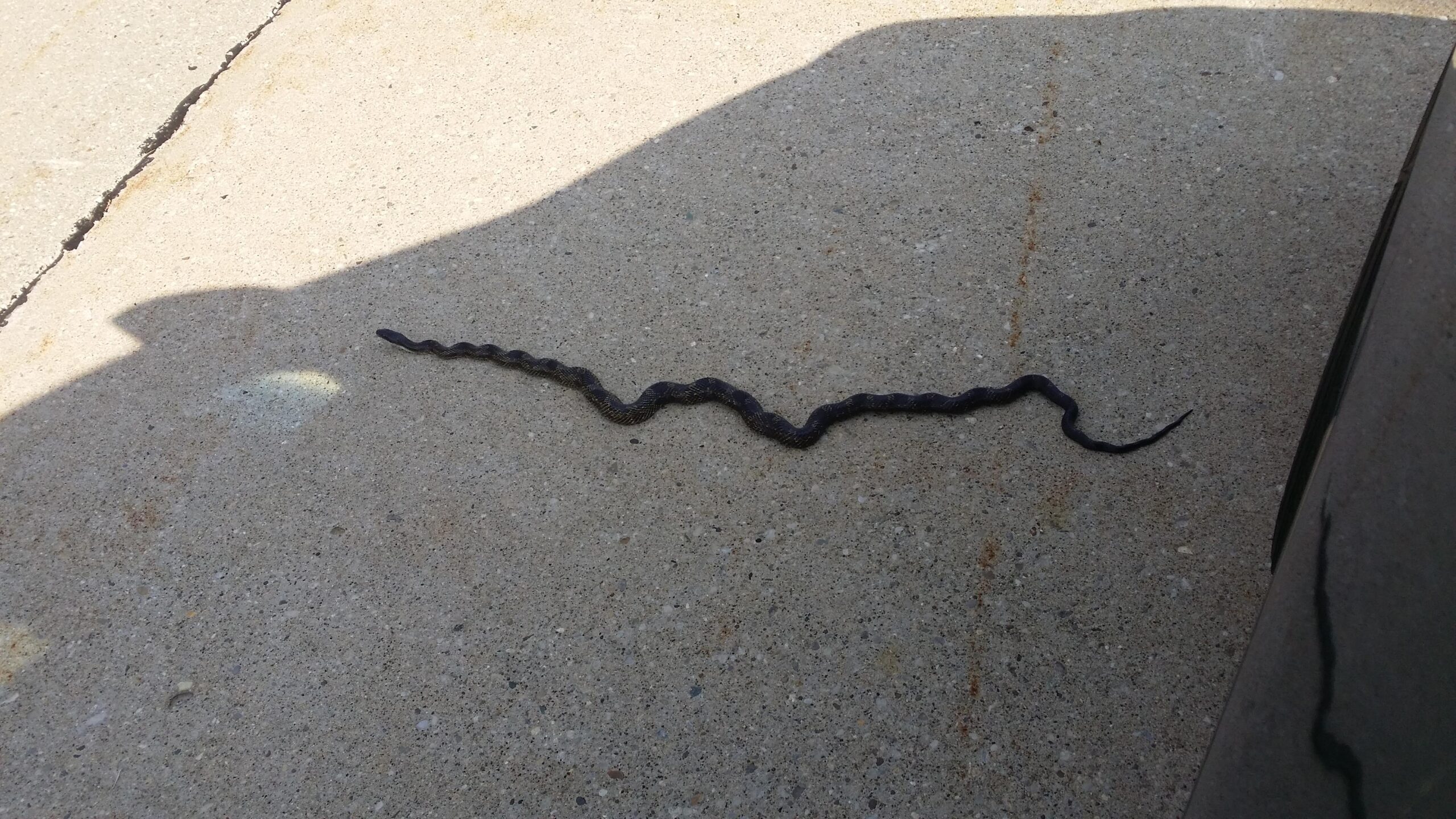 A black snake slithering across a concrete surface, partially in shadow, with a visible curved body and a pointed tail. England Idlewild Mountain Biking Park mountain bike trail.