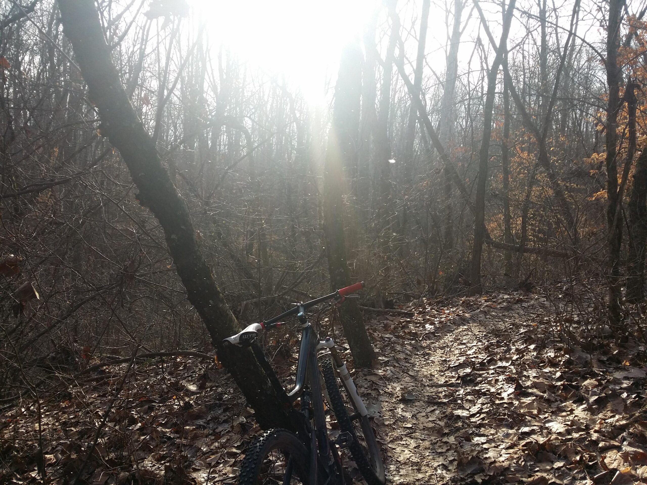 A mountain bike resting against a tree on a dirt trail surrounded by bare trees and fallen leaves, with sunlight filtering through the branches. Versailles State Park mountain bike trail.