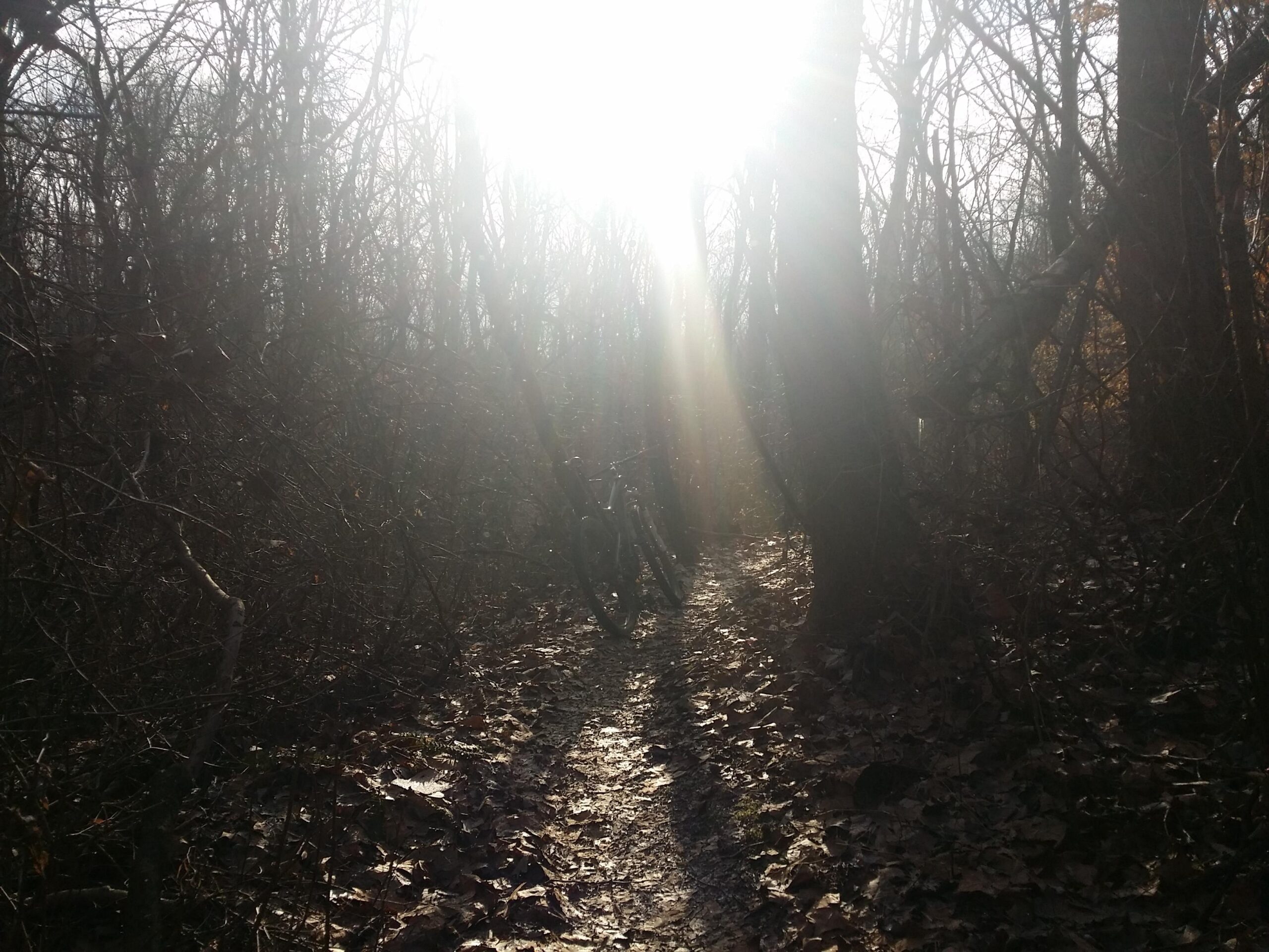 A sunlit forest path surrounded by trees, with a bicycle partially visible along the trail. The ground is covered in fallen leaves, and the sunlight creates a bright, ethereal glow in the background, highlighting the natural scenery. Versailles State Park mountain bike trail.