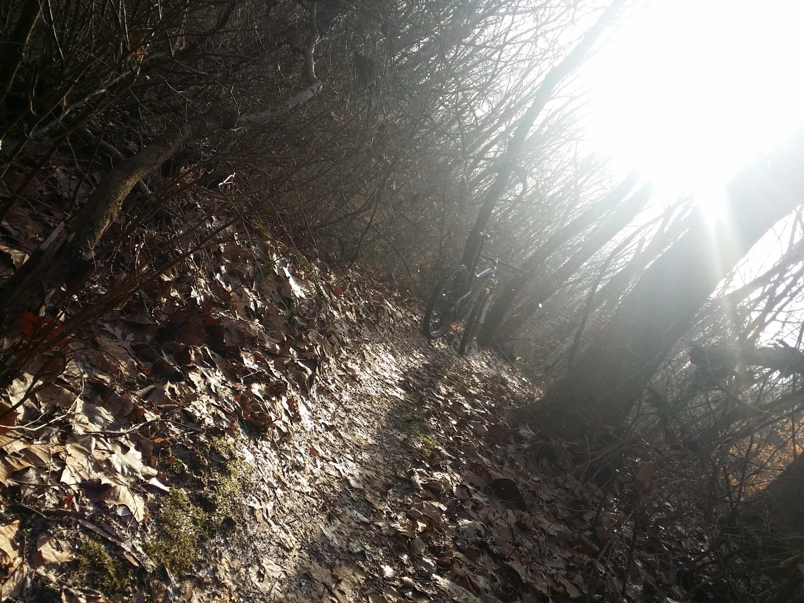 A sunlit forest trail covered in fallen leaves, with a bicycle leaning against a tree in the background. The scene captures a peaceful, natural setting with trees lining the path and soft sunlight filtering through the branches. Versailles State Park mountain bike trail.