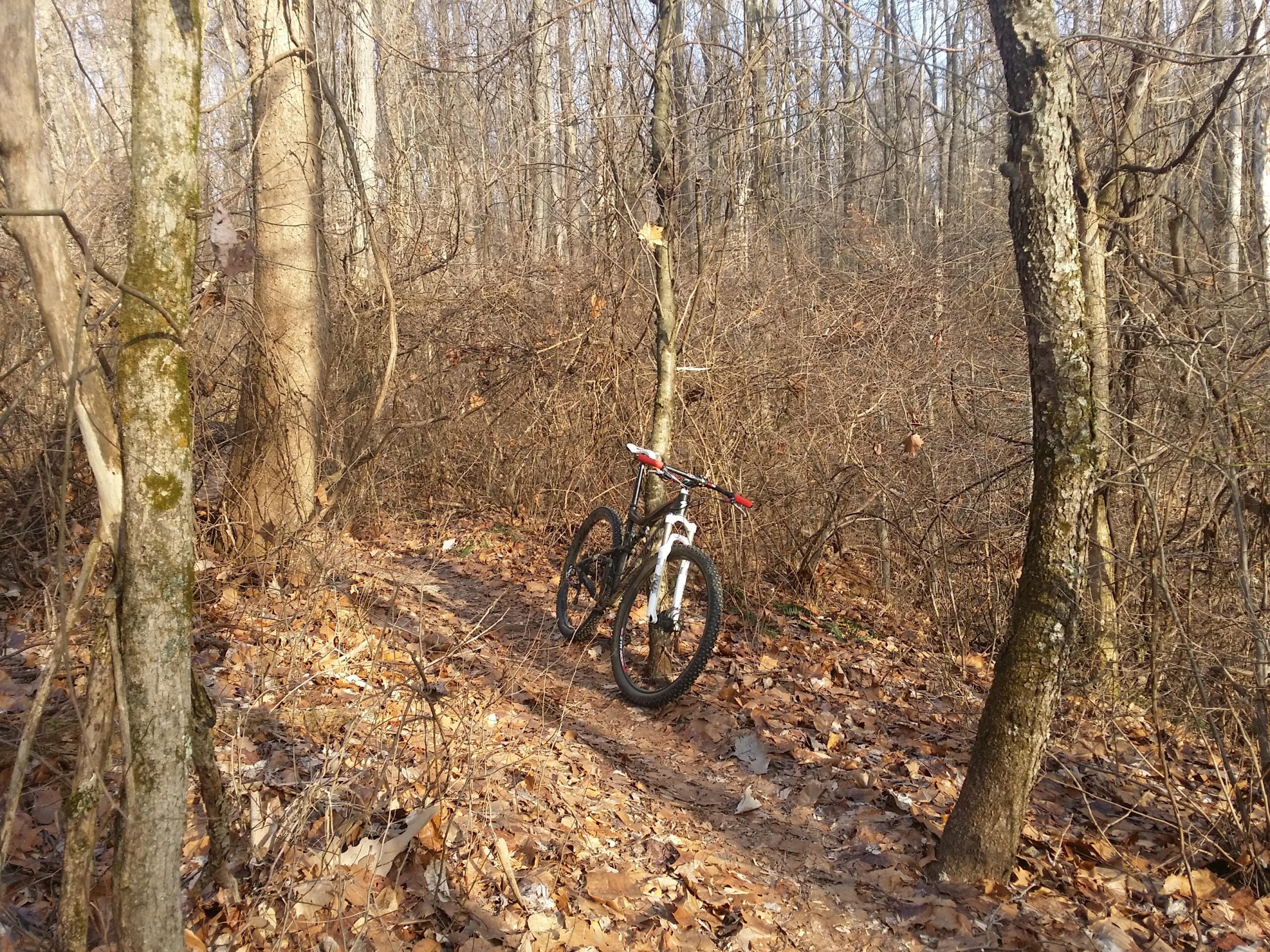 A mountain bike leaning against a tree on a leaf-covered dirt trail in a wooded area, with trees and underbrush in the background. The scene is set in a natural environment during late fall or early winter. Versailles State Park mountain bike trail.