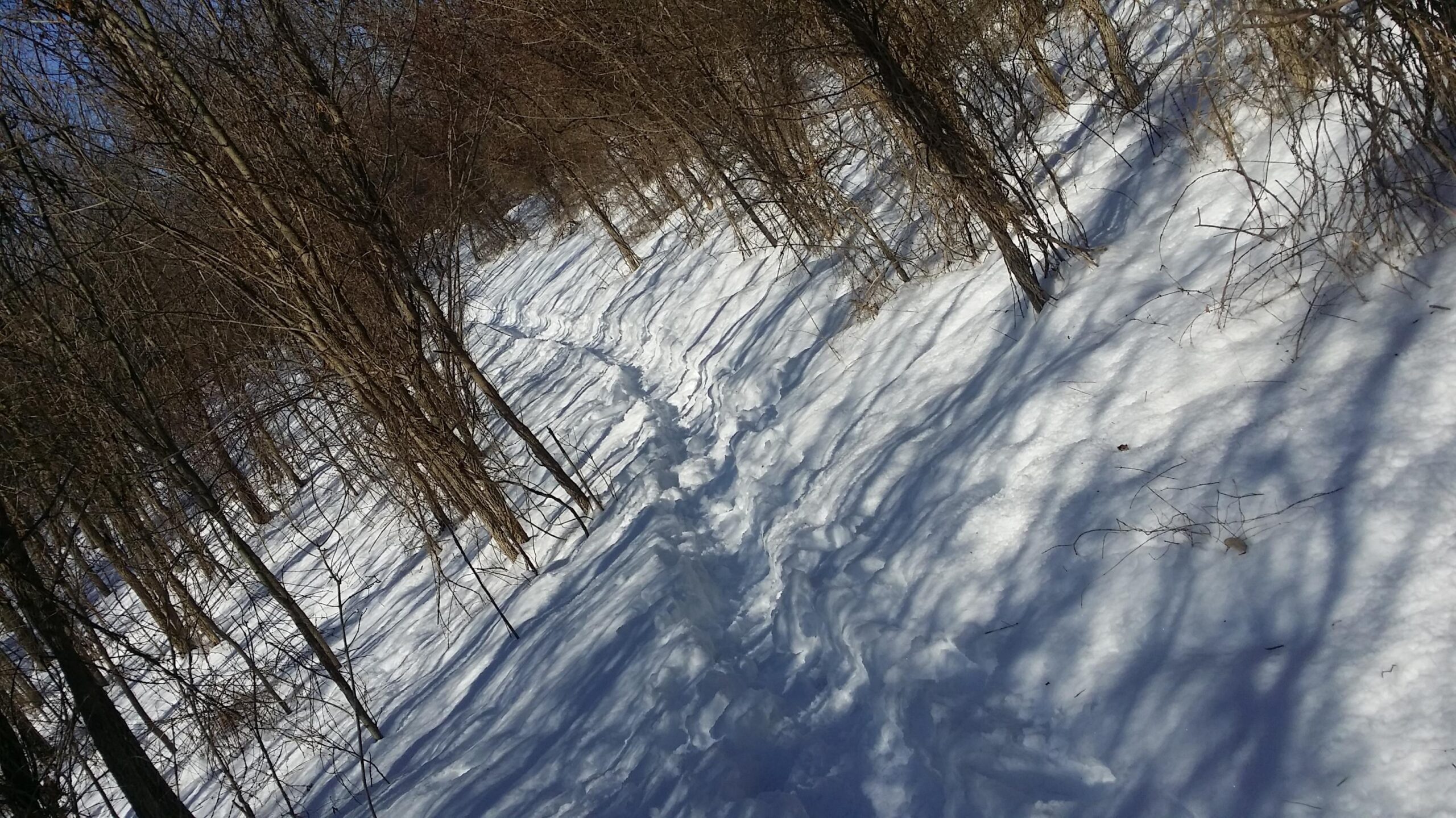 A snow-covered path winding through a forest, flanked by bare trees. The sunlight casts shadows on the white snow, creating a serene winter landscape. England Idlewild Mountain Biking Park mountain bike trail.