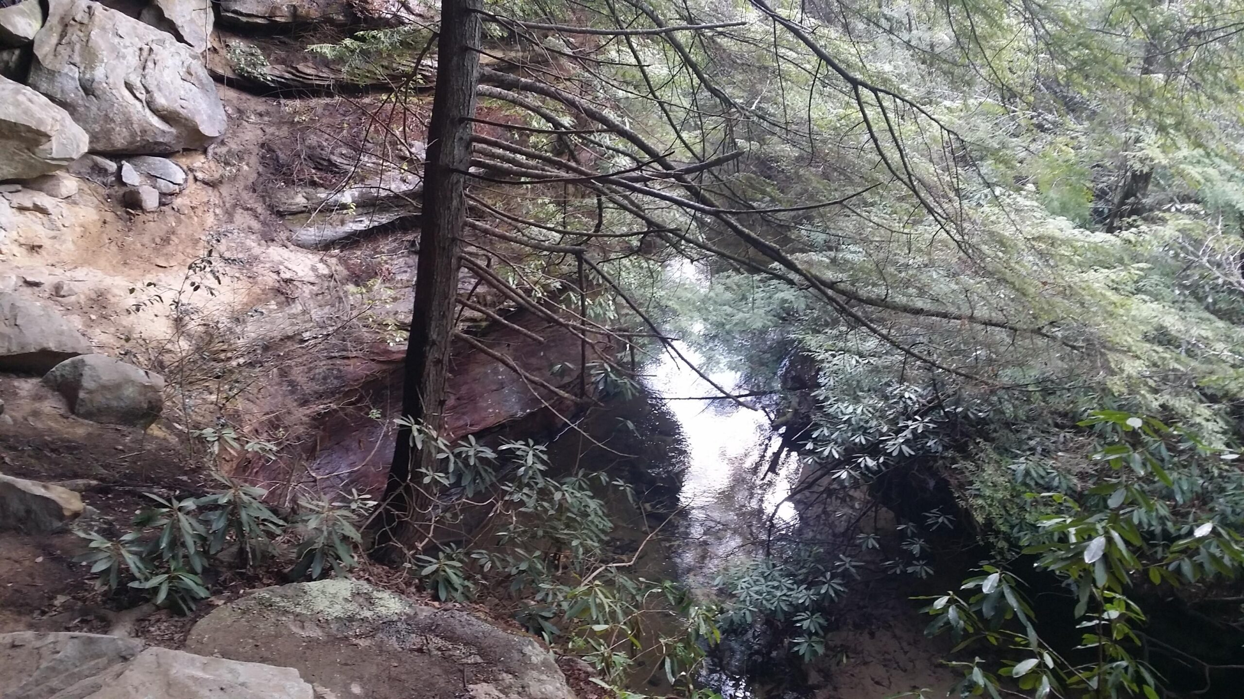 A rocky landscape featuring a small stream running through a wooded area. Tall trees and dense foliage surround the stream, with a mix of rocks and earth visible along the banks. The setting appears serene and natural, indicative of a forest environment. Big South Fork mountain bike trail.