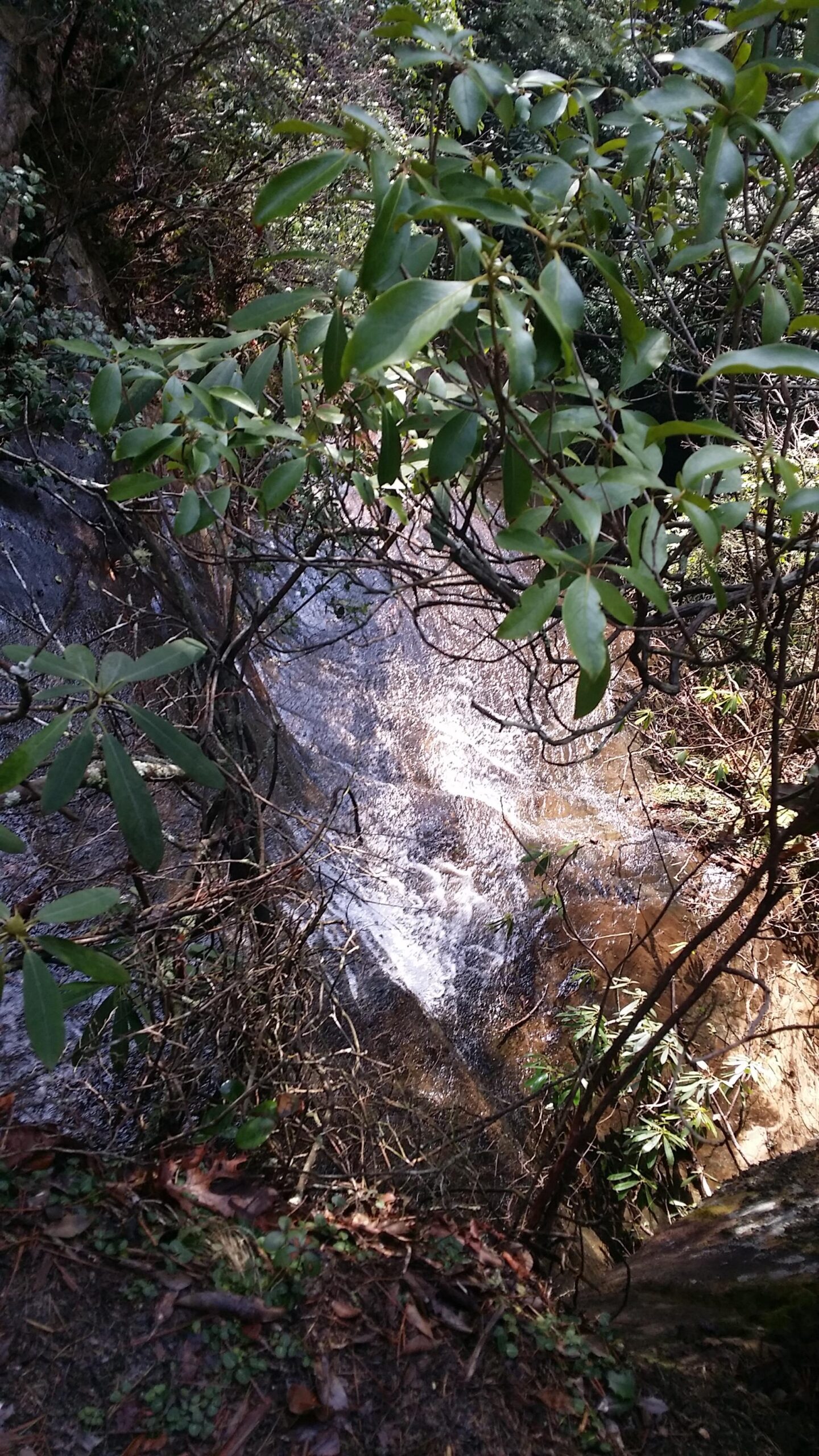 A small waterfall cascading over rocks, partially obscured by lush green foliage and branches in a forested area. Big South Fork mountain bike trail.