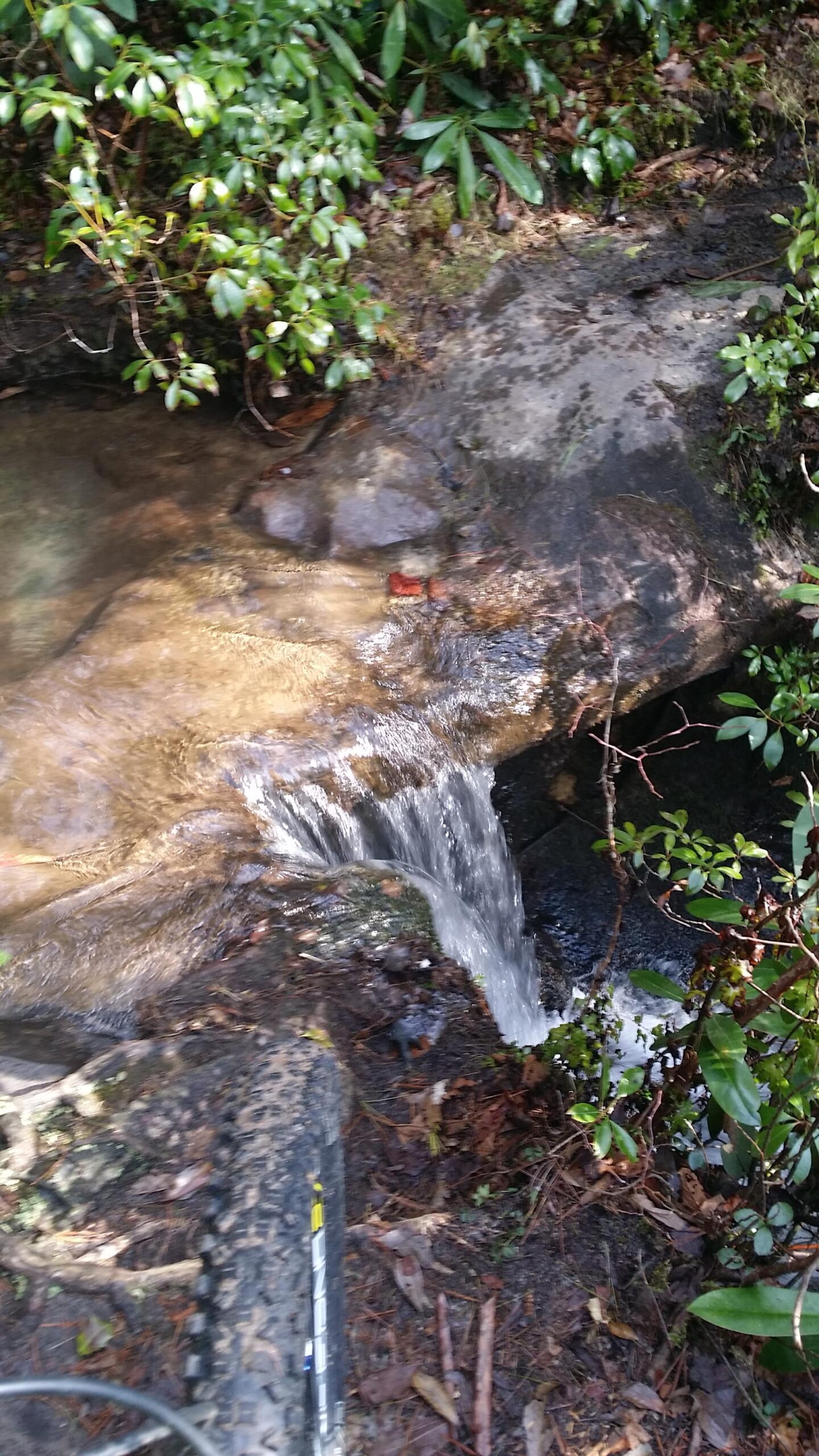 A small stream flowing over rocks surrounded by lush greenery, with a section of a mountain bike tire visible in the foreground. Big South Fork mountain bike trail.