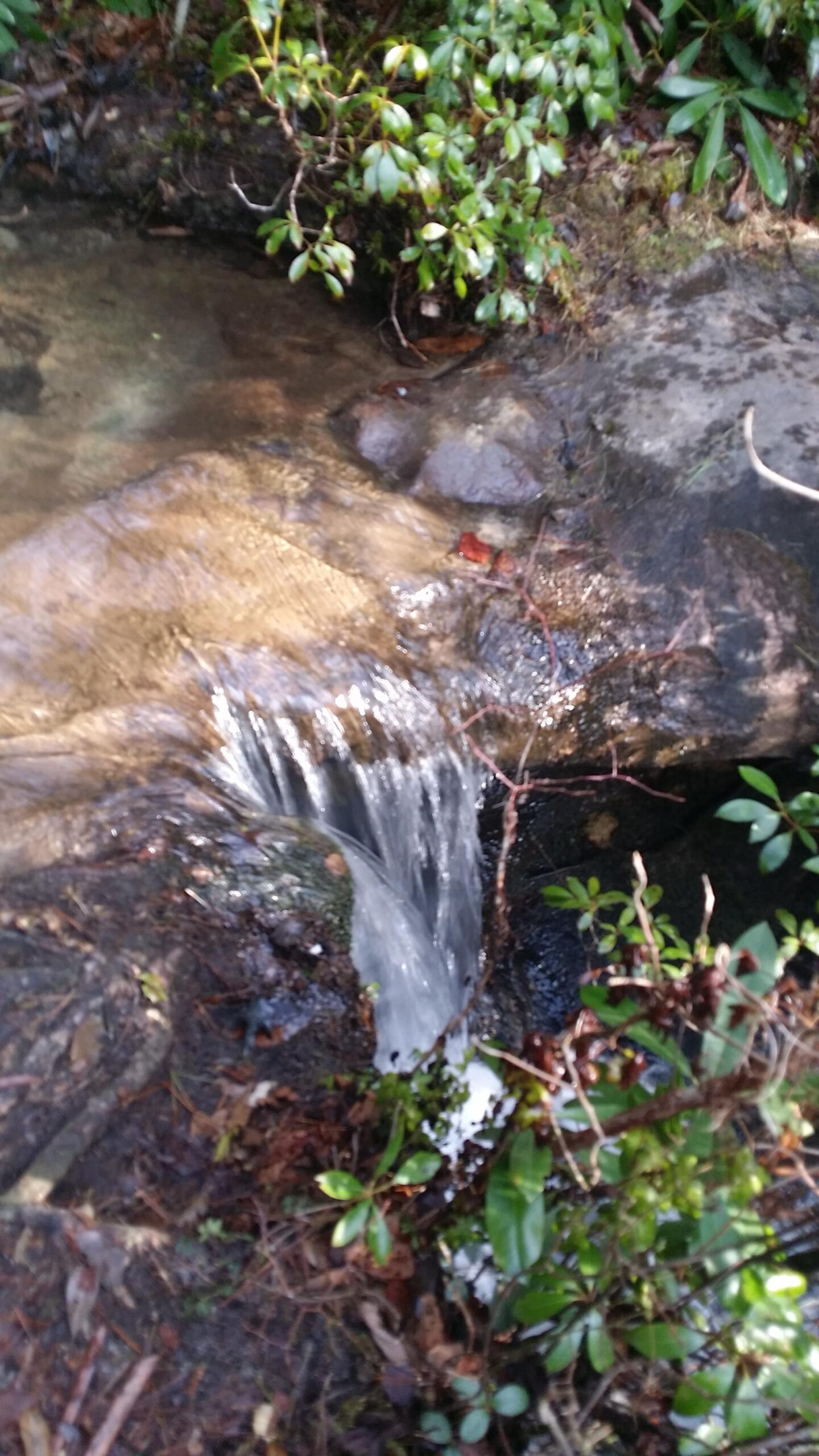 A small stream of water flowing over a rocky surface surrounded by lush green foliage and scattered twigs. The water creates a gentle cascade as it moves through the natural landscape. Big South Fork mountain bike trail.