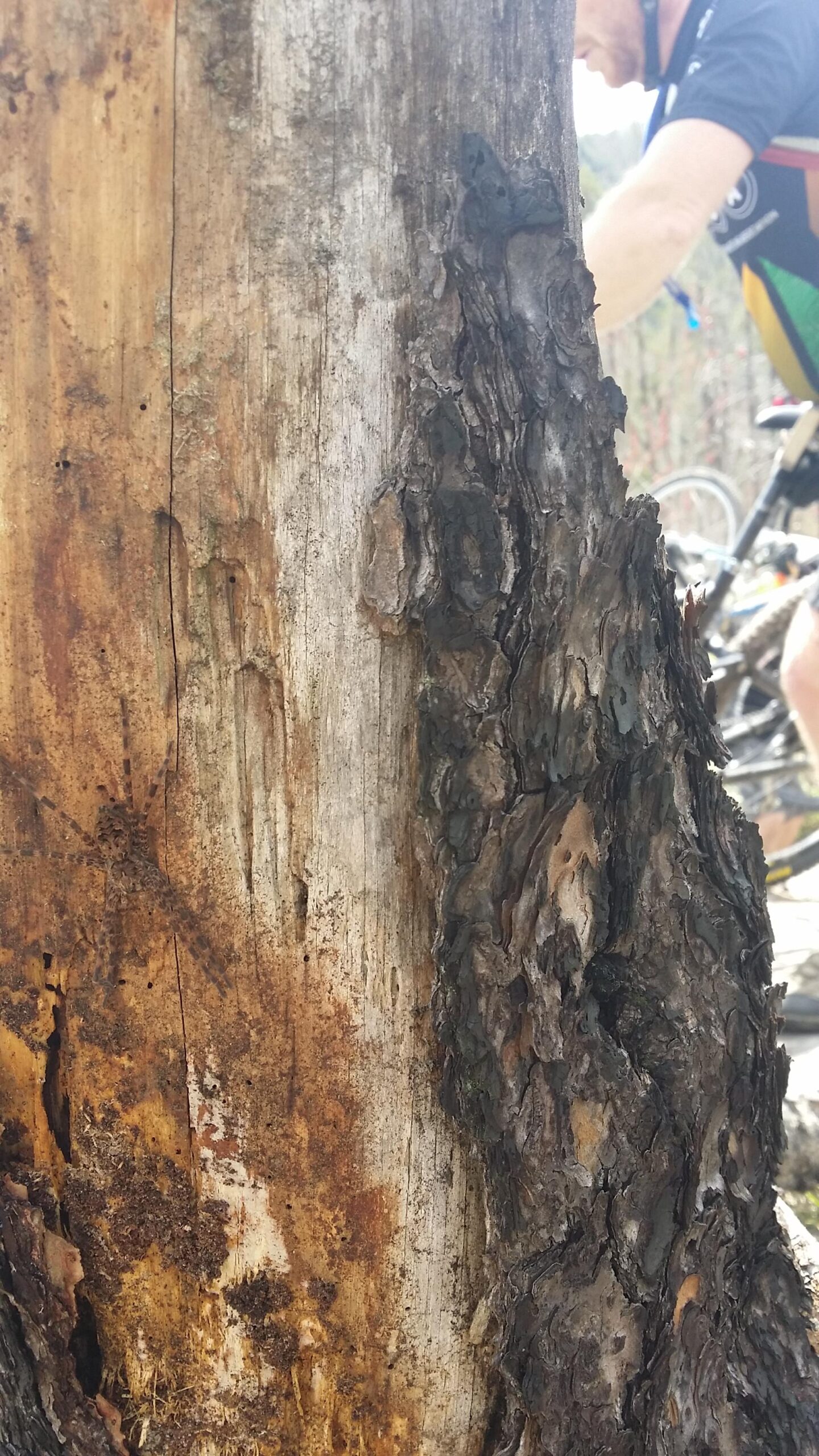 A close-up view of a textured tree trunk, displaying varying shades of brown, with detailed bark patterns and signs of wear. In the background, a blurred figure of a person on a bicycle can be seen, indicating an outdoor setting. Big South Fork mountain bike trail.