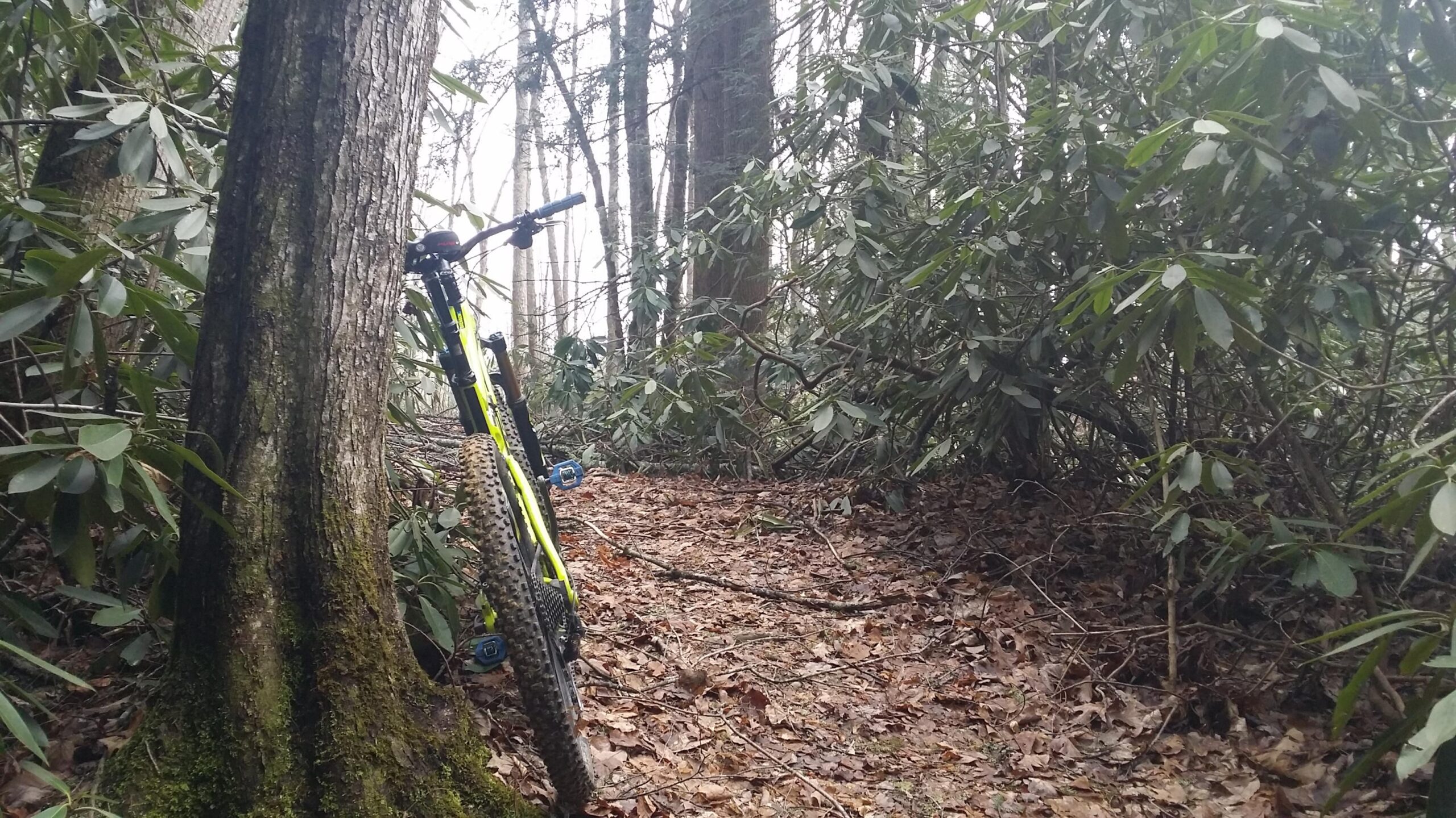 A mountain bike rests against a tree on a dirt trail surrounded by lush green shrubs and leaf-covered ground in a forested area. Big South Fork mountain bike trail.
